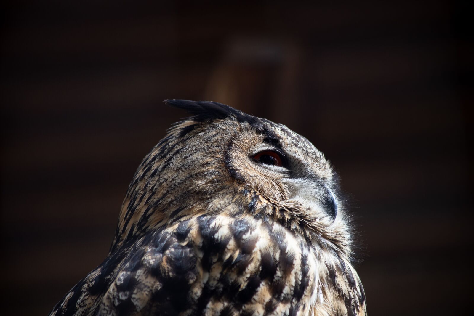 Canon EOS 6D Mark II sample photo. Eagle owl, bird, animal photography