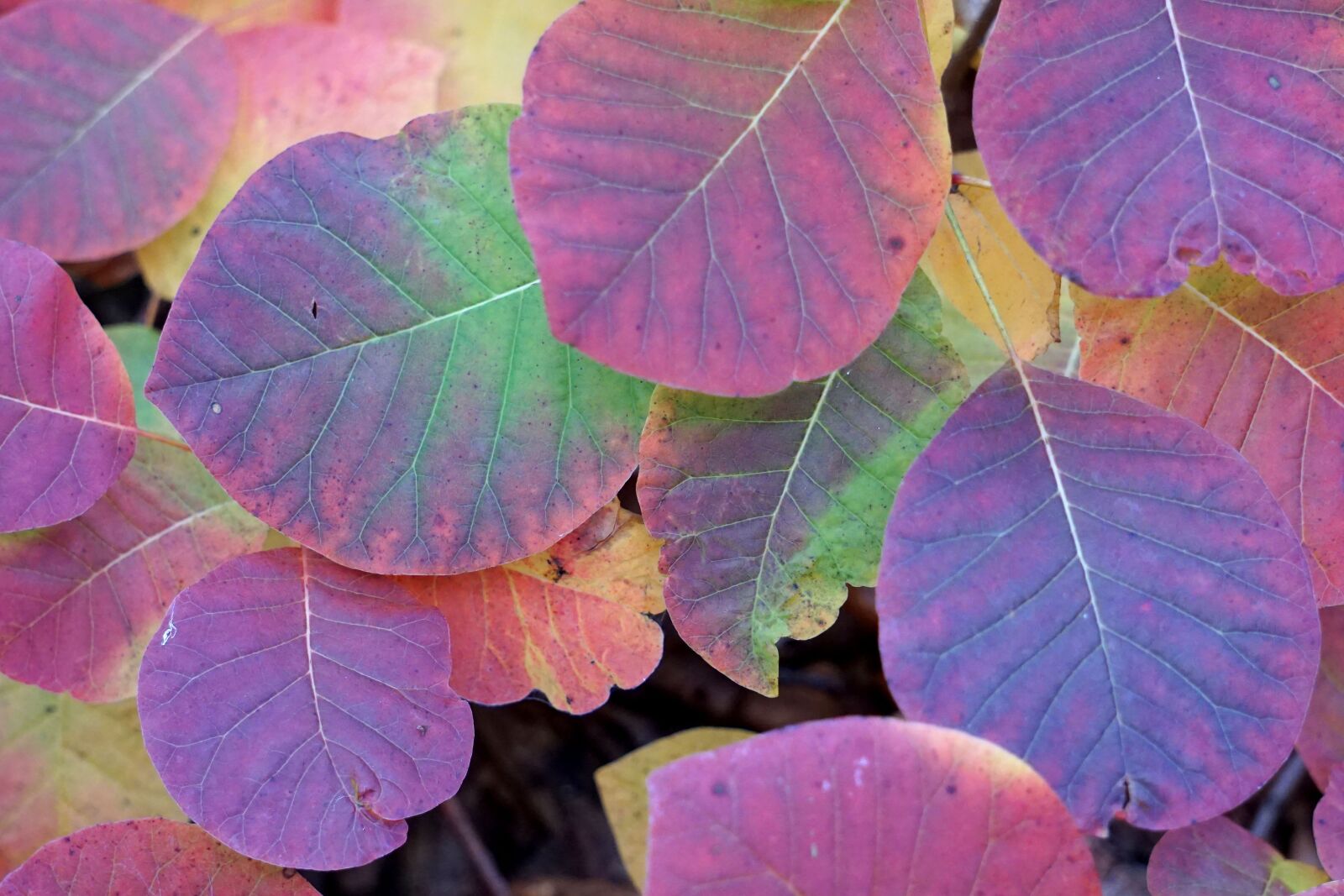 Sony a6000 sample photo. Leaves, fall foliage, autumn photography