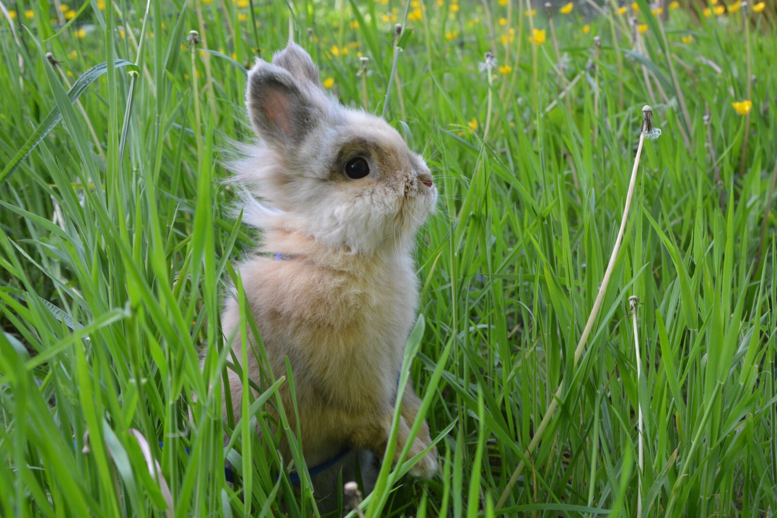 Nikon D5200 sample photo. Dwarf rabbit, rabbit lion photography