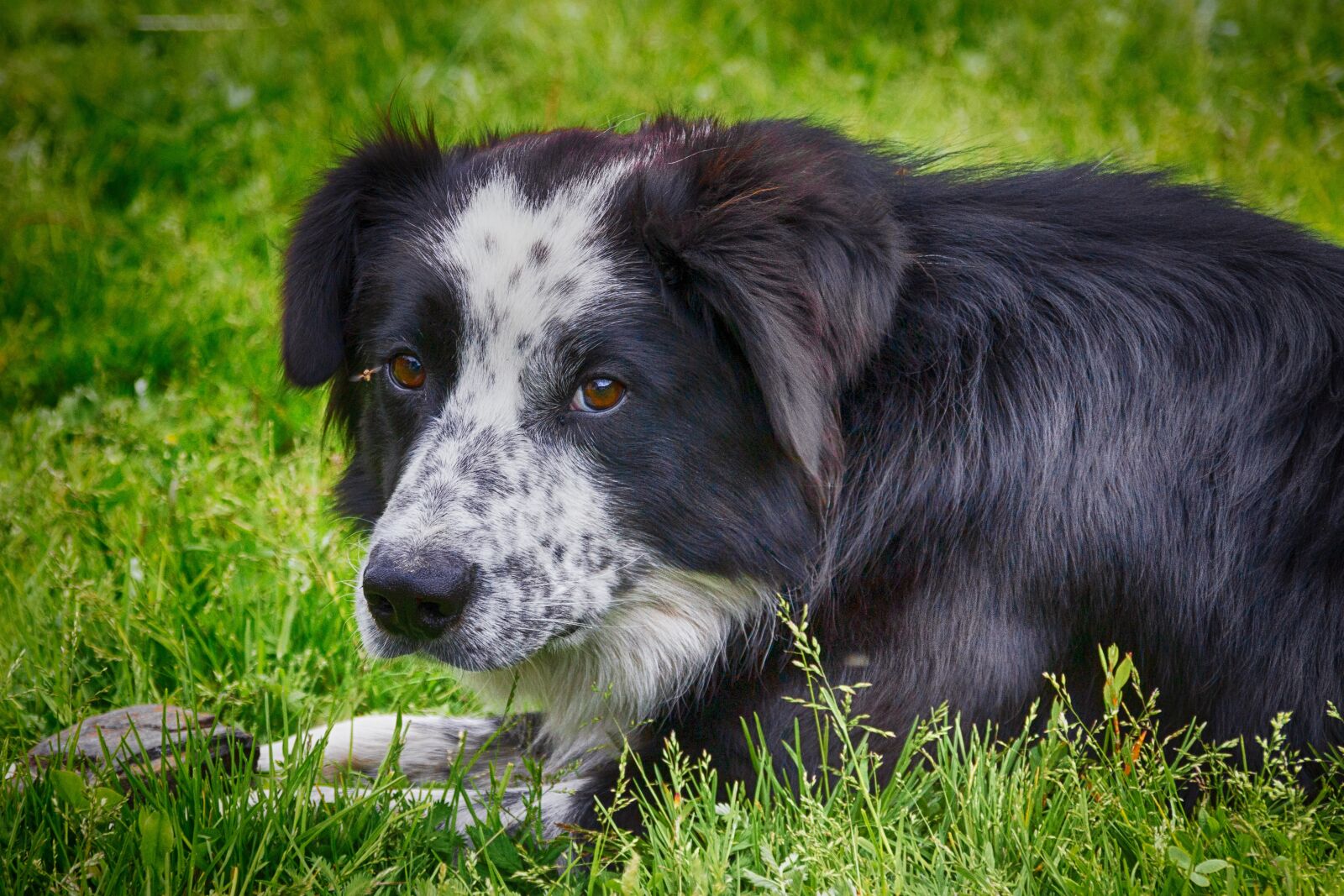 Canon EOS 550D (EOS Rebel T2i / EOS Kiss X4) sample photo. Dog, good, animal photography