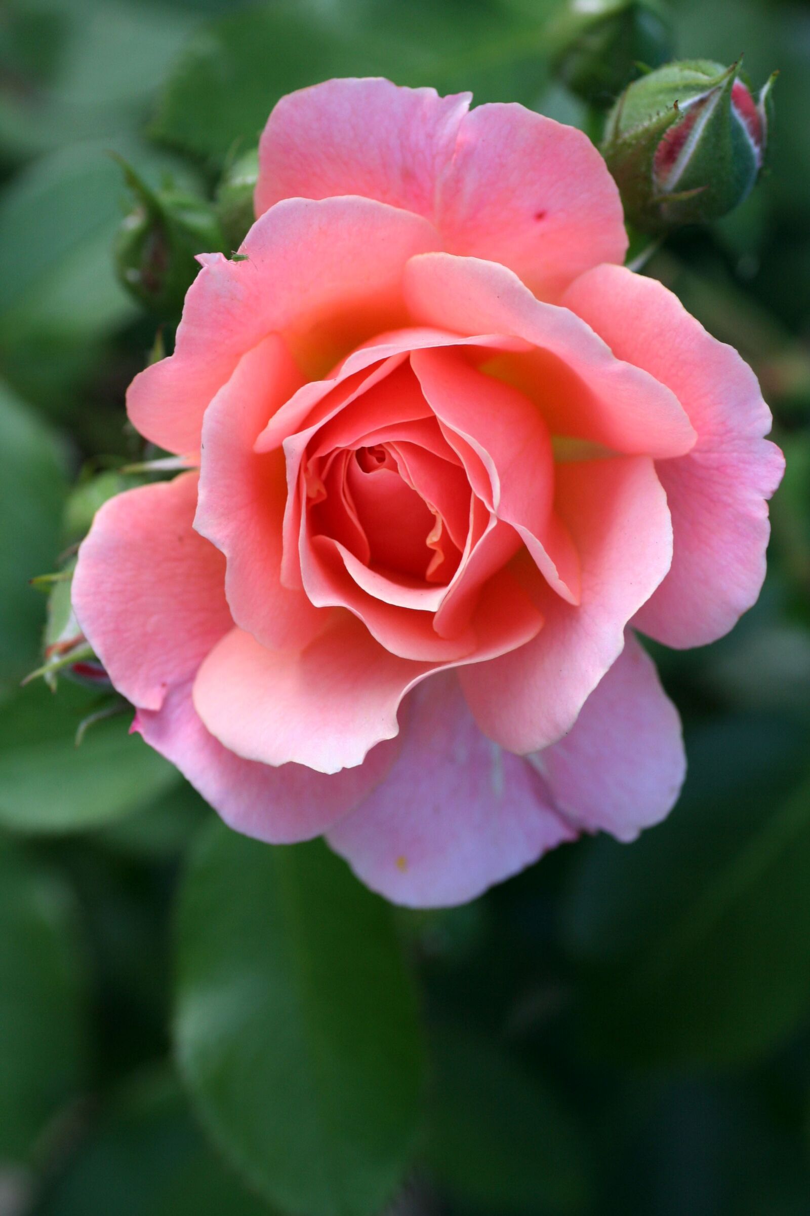 Canon EOS 350D (EOS Digital Rebel XT / EOS Kiss Digital N) sample photo. Pink, rosebush, garden photography