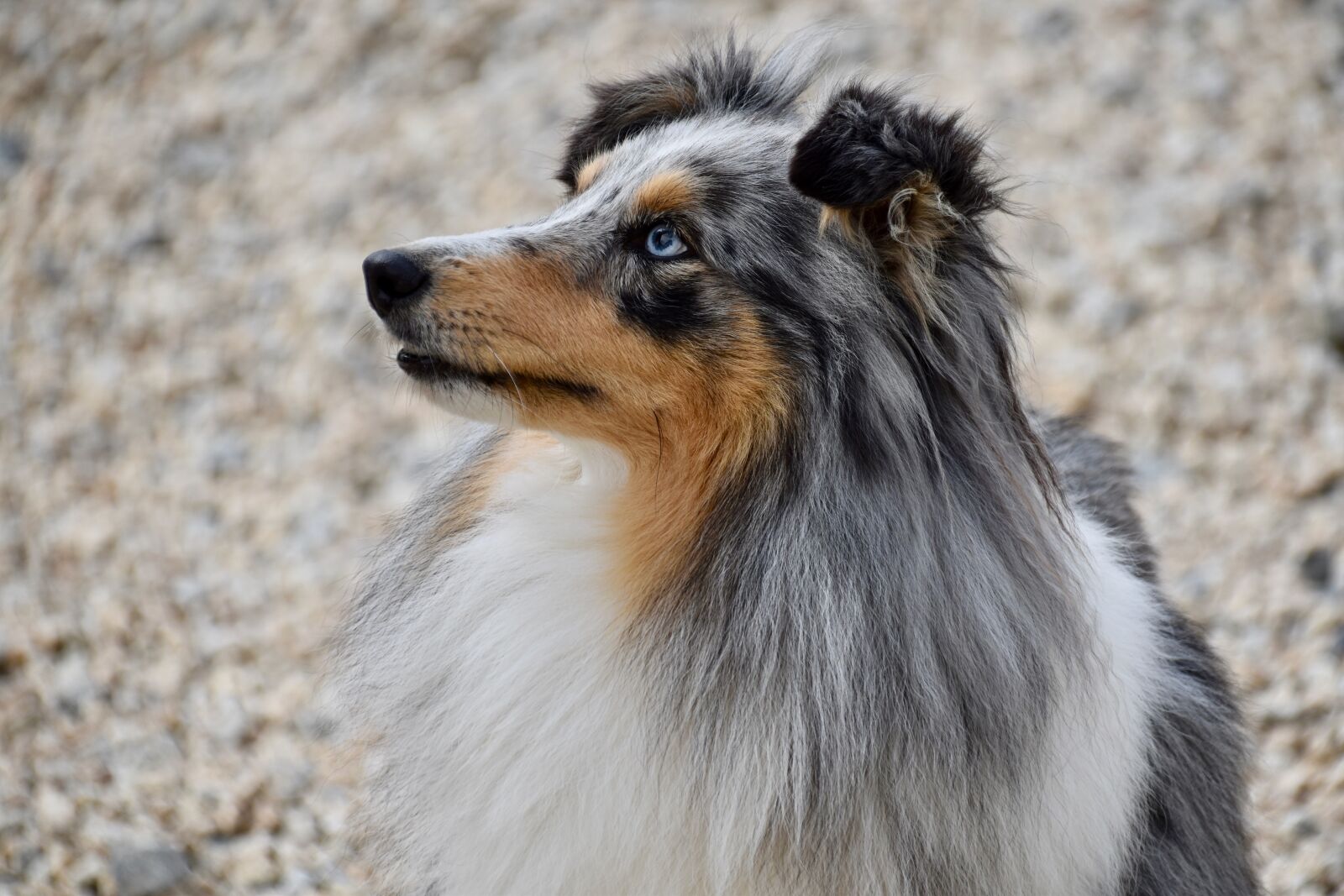 Nikon D5600 sample photo. Dog, dog berger shetland photography