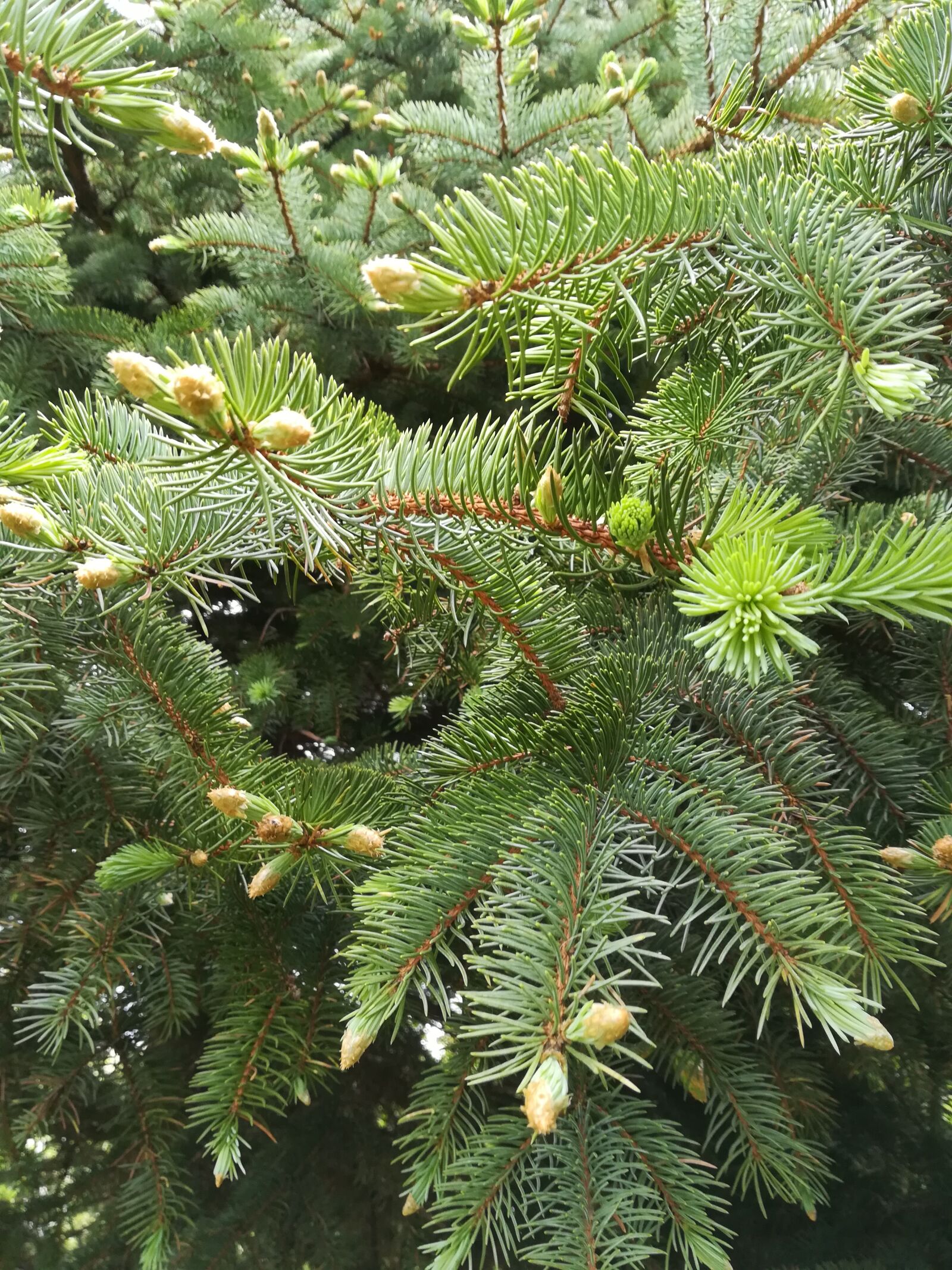 HUAWEI PRA-LX1 sample photo. Pine, pine needle, conifer photography