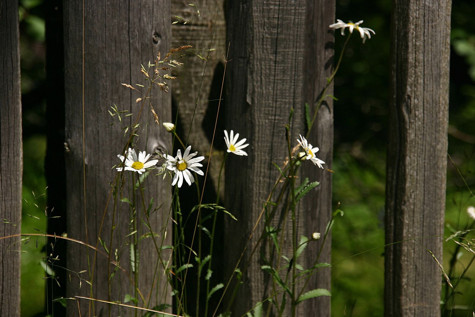 Canon EOS 300D (EOS Digital Rebel / EOS Kiss Digital) sample photo. Daisy, fence, chamomile photography