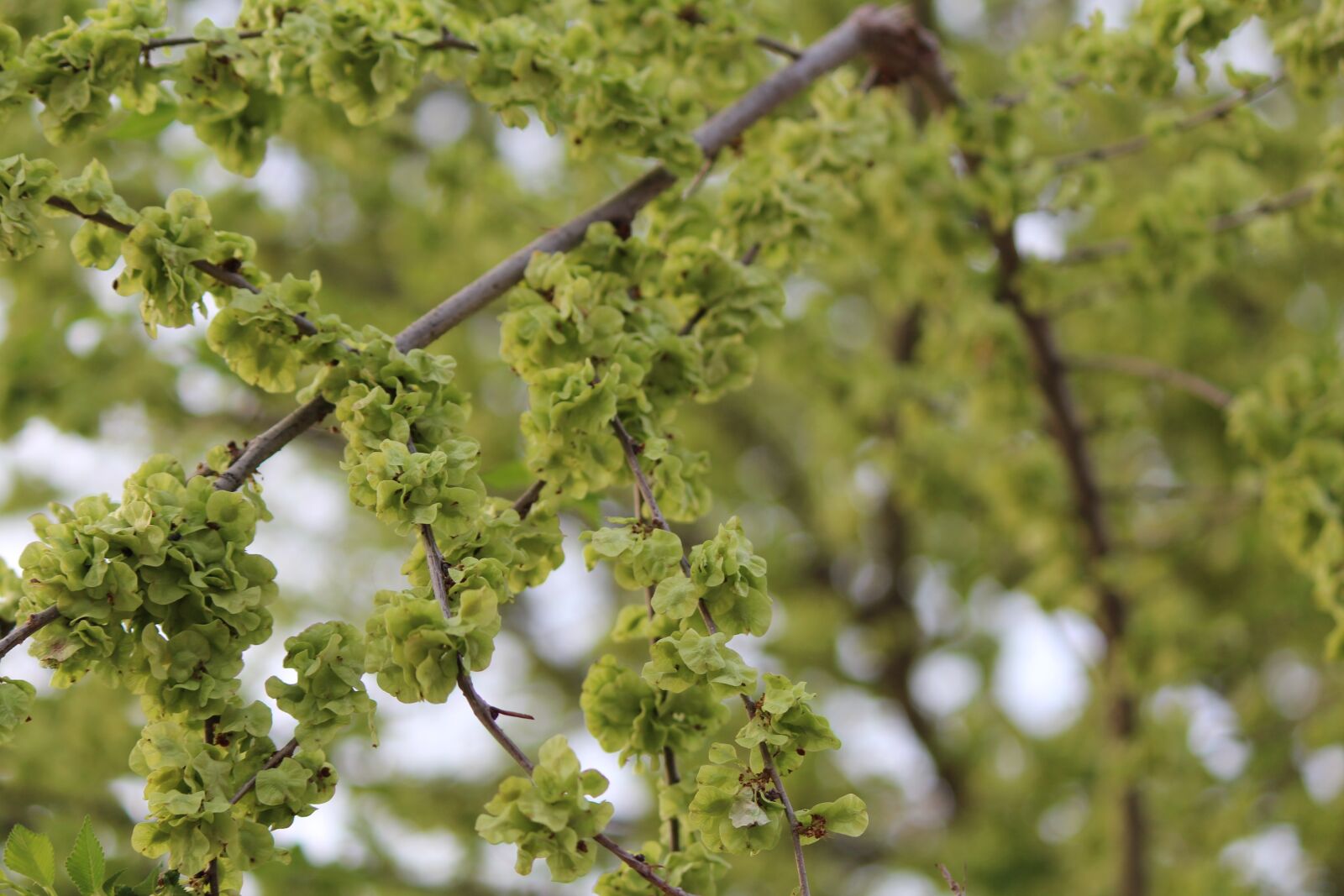 Canon EOS 600D (Rebel EOS T3i / EOS Kiss X5) sample photo. Tree, plant, nature photography