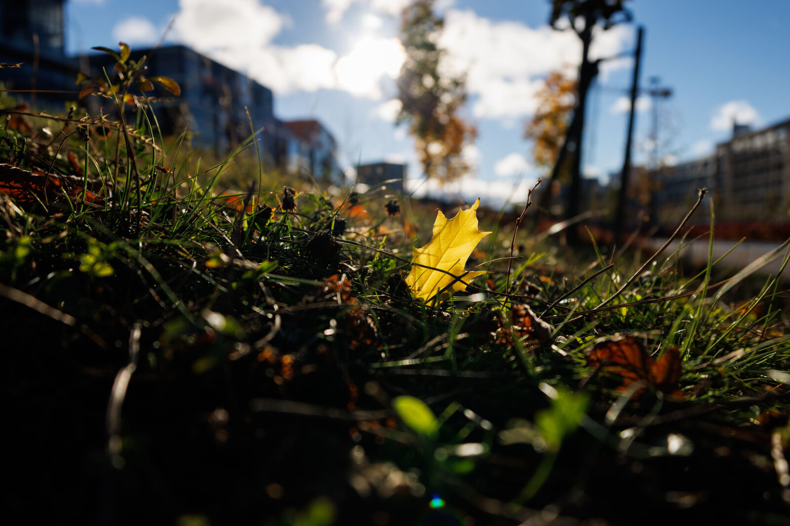 Canon RF 15-30mm F4.5-6.3 IS STM sample photo. Leaf at the sun photography
