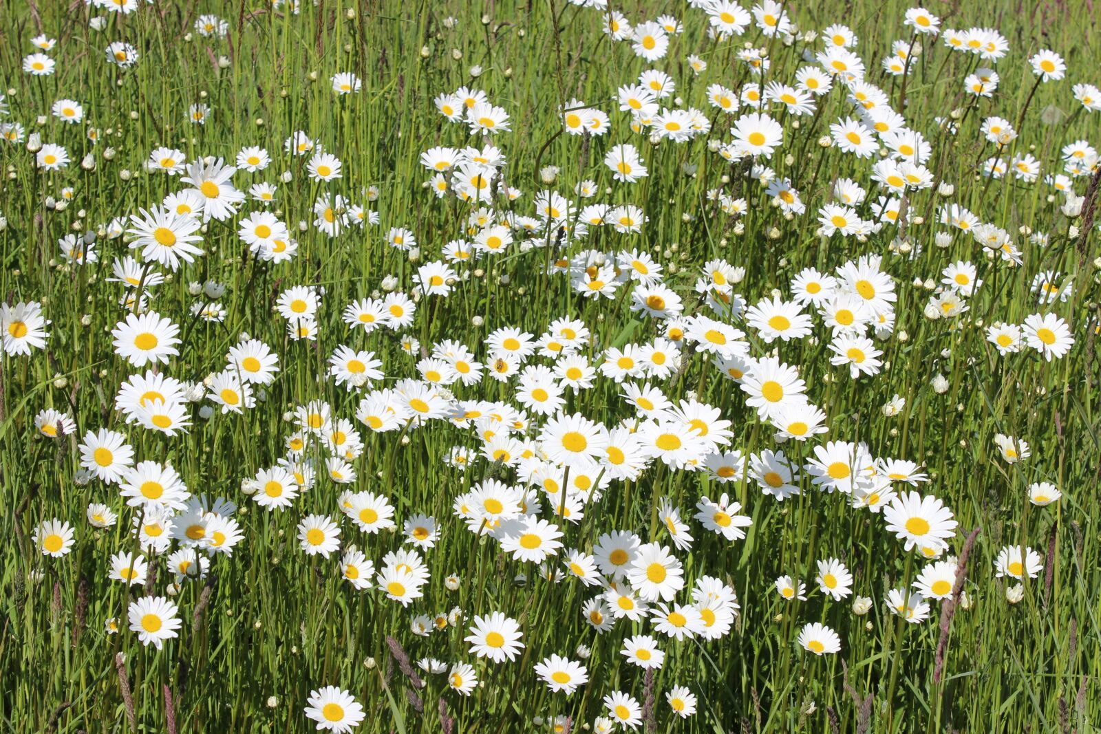 Canon EOS 600D (Rebel EOS T3i / EOS Kiss X5) sample photo. Daisies, meadow, flowers photography
