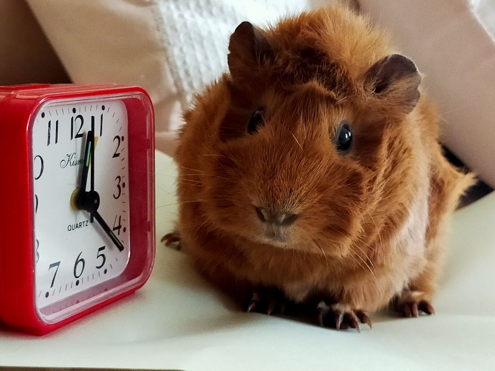OPPO A9 2020 sample photo. Guinea pig, clock, mm photography