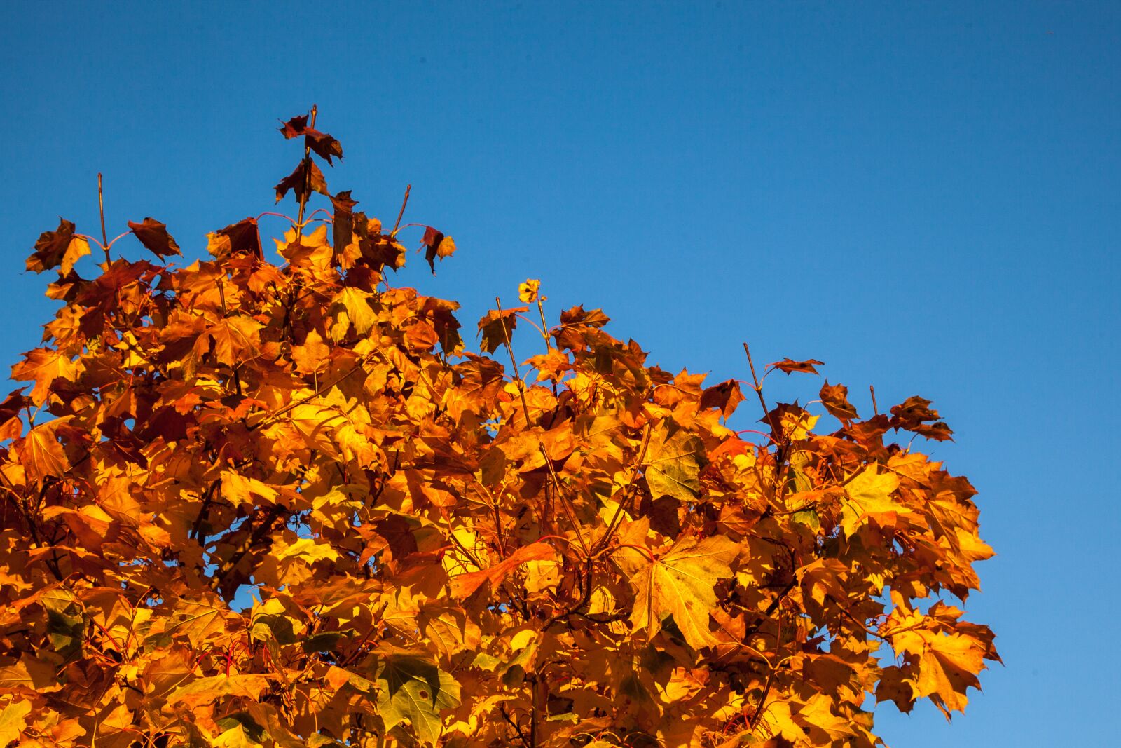 Canon EOS 5D Mark II sample photo. Fall, leaves, orange photography