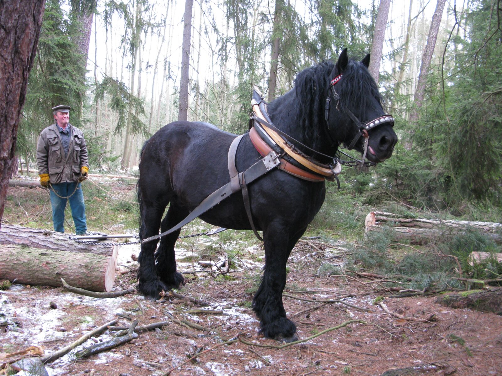 Canon POWERSHOT G9 sample photo. Horse, working in the photography