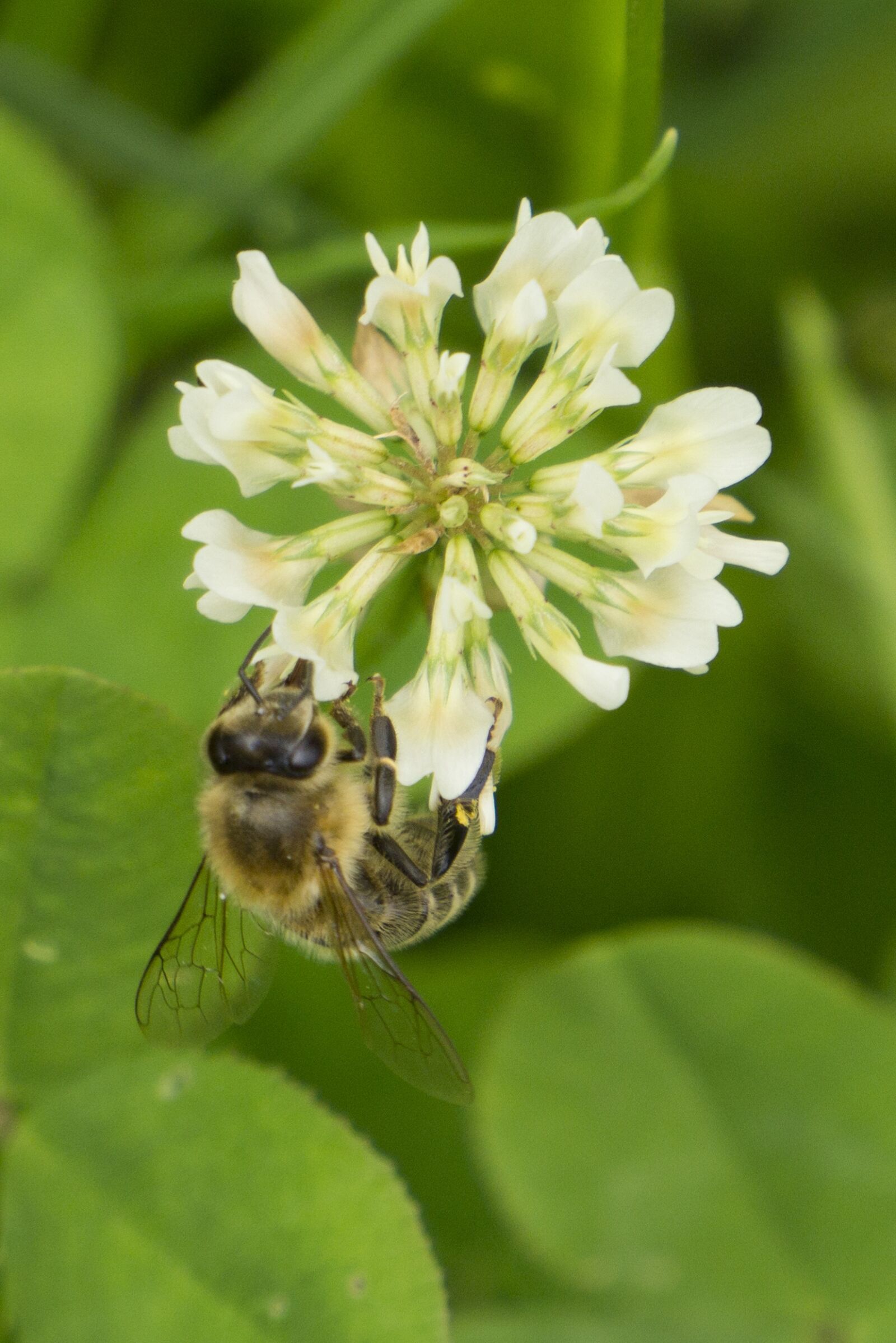 Sony a5100 sample photo. Bee, clover flower, klee photography