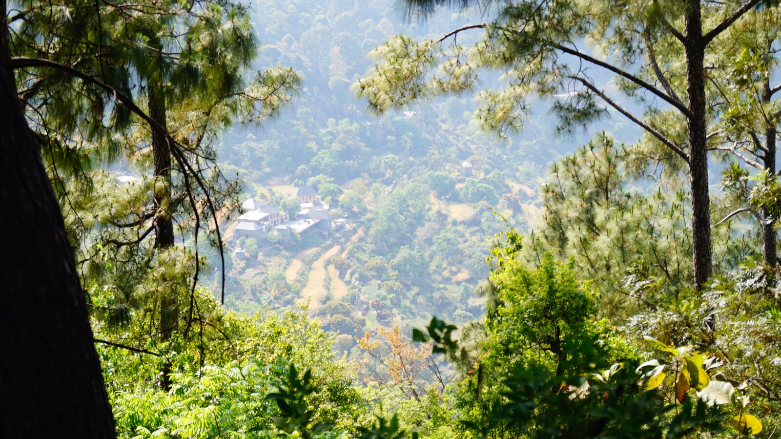Sony DT 18-55mm F3.5-5.6 SAM II sample photo. Greenery, trees, forest photography