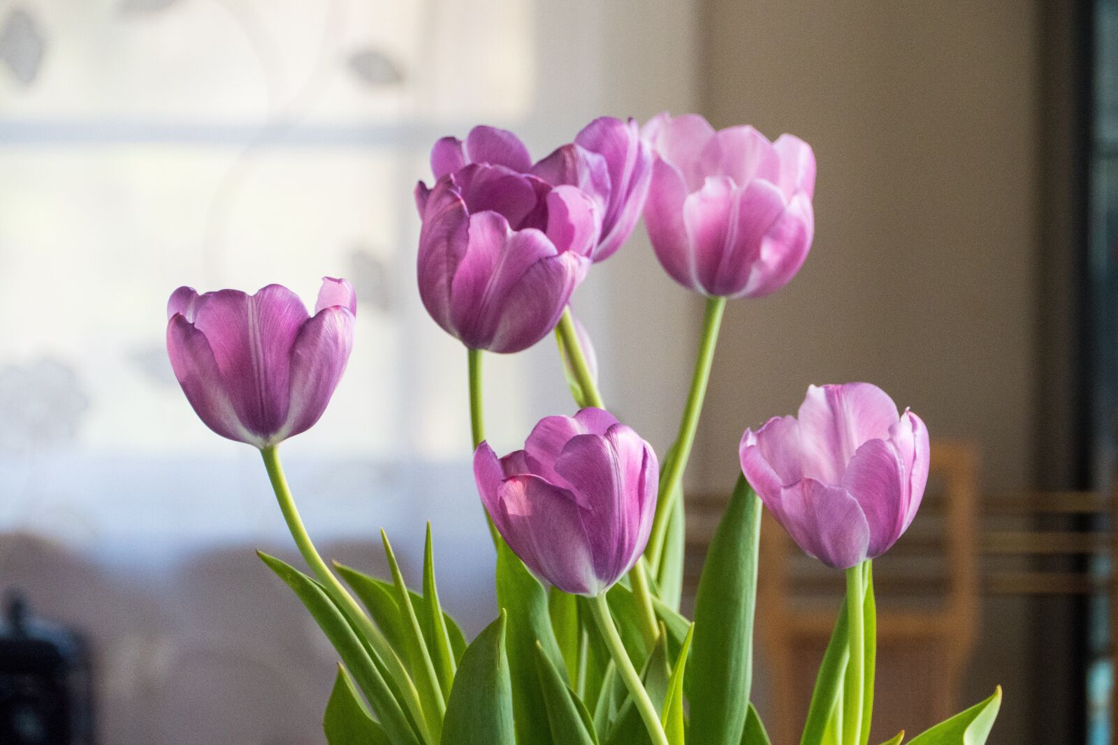 Panasonic Lumix DC-G9 sample photo. Nature, flora, tulip photography