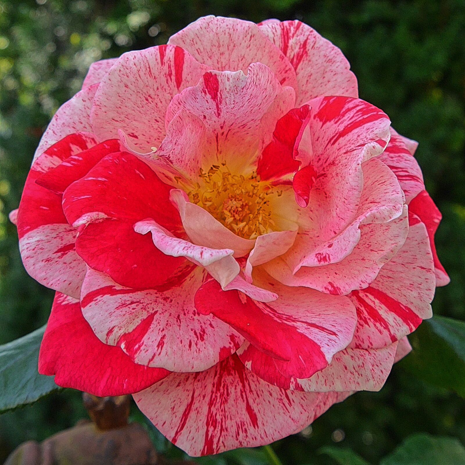 Panasonic Lumix DMC-G6 sample photo. Rose, flowers, red photography