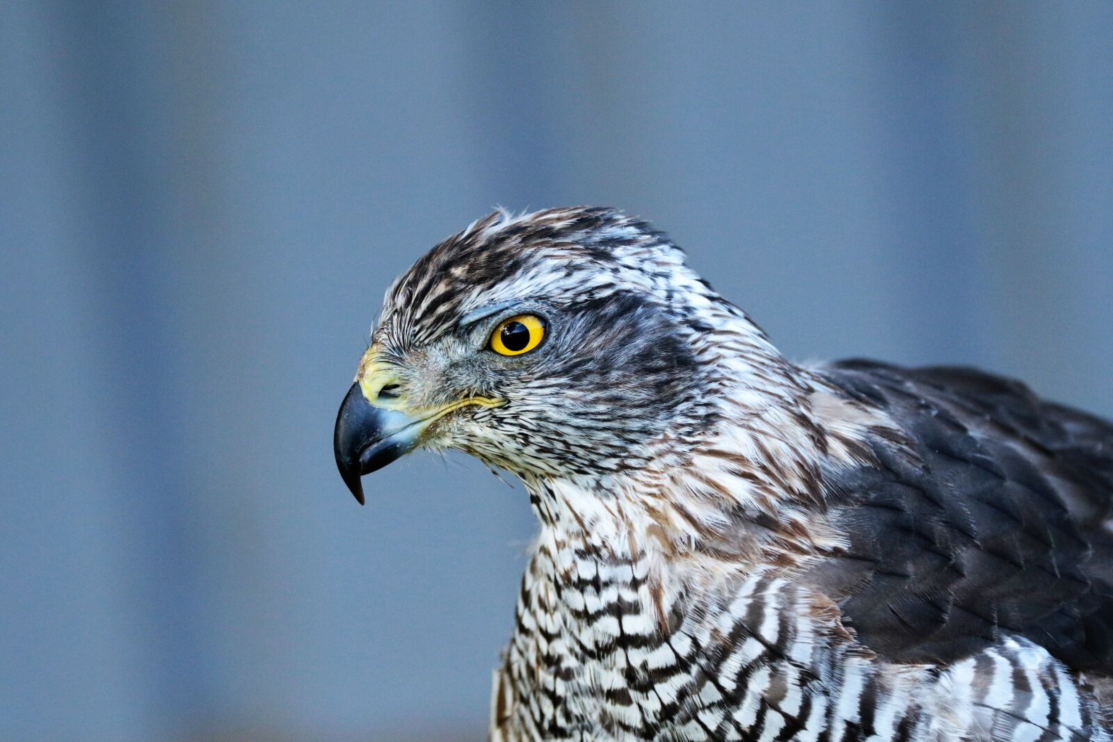 Canon EF 70-300mm F4-5.6L IS USM sample photo. Goshawk, hawk, bird photography