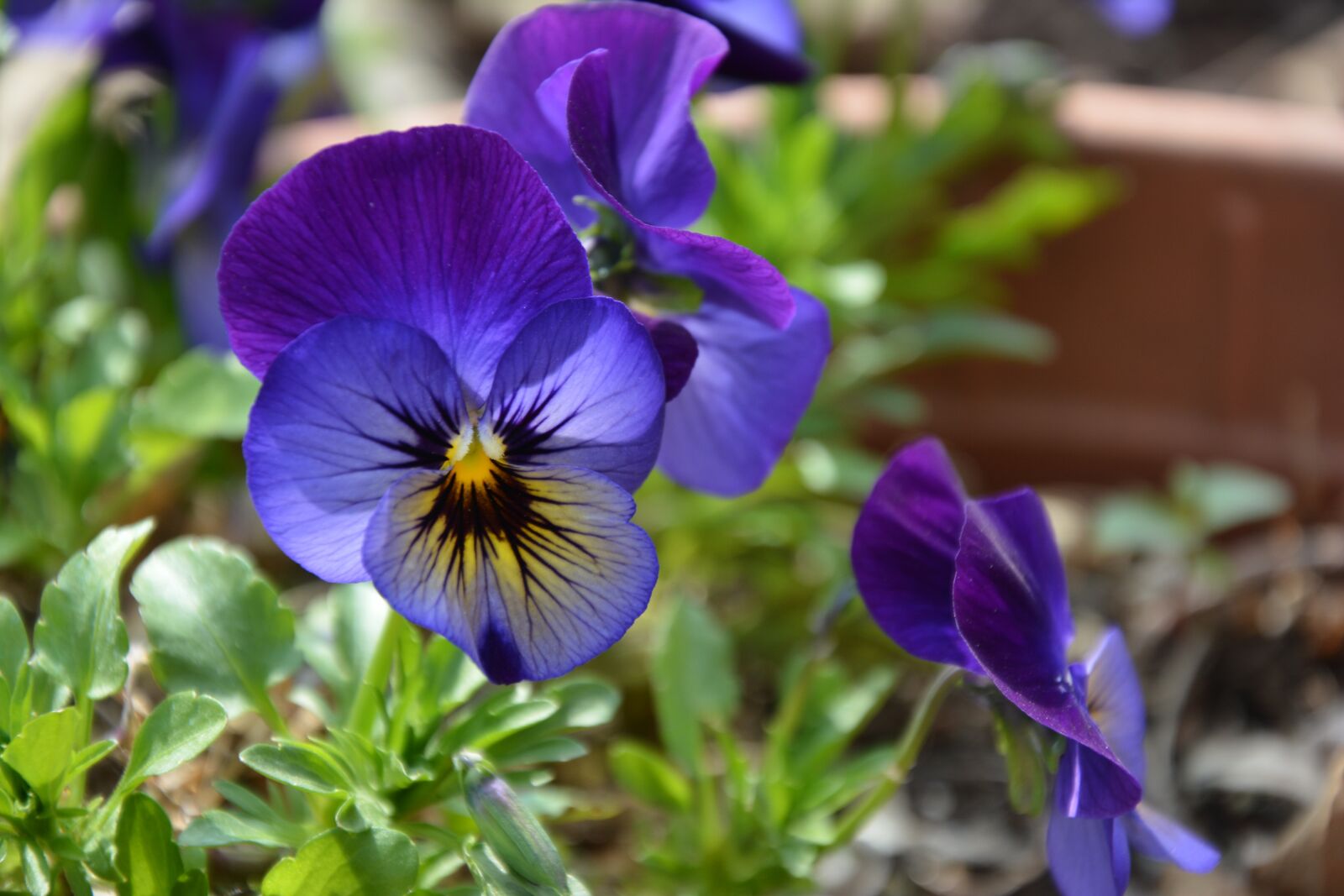 Nikon D7100 sample photo. Flower, nature, plant photography