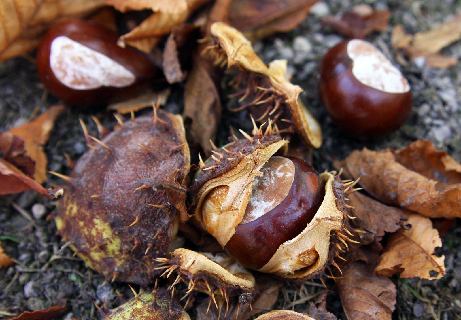 Canon EOS 40D sample photo. Chestnut, autumn, forest photography