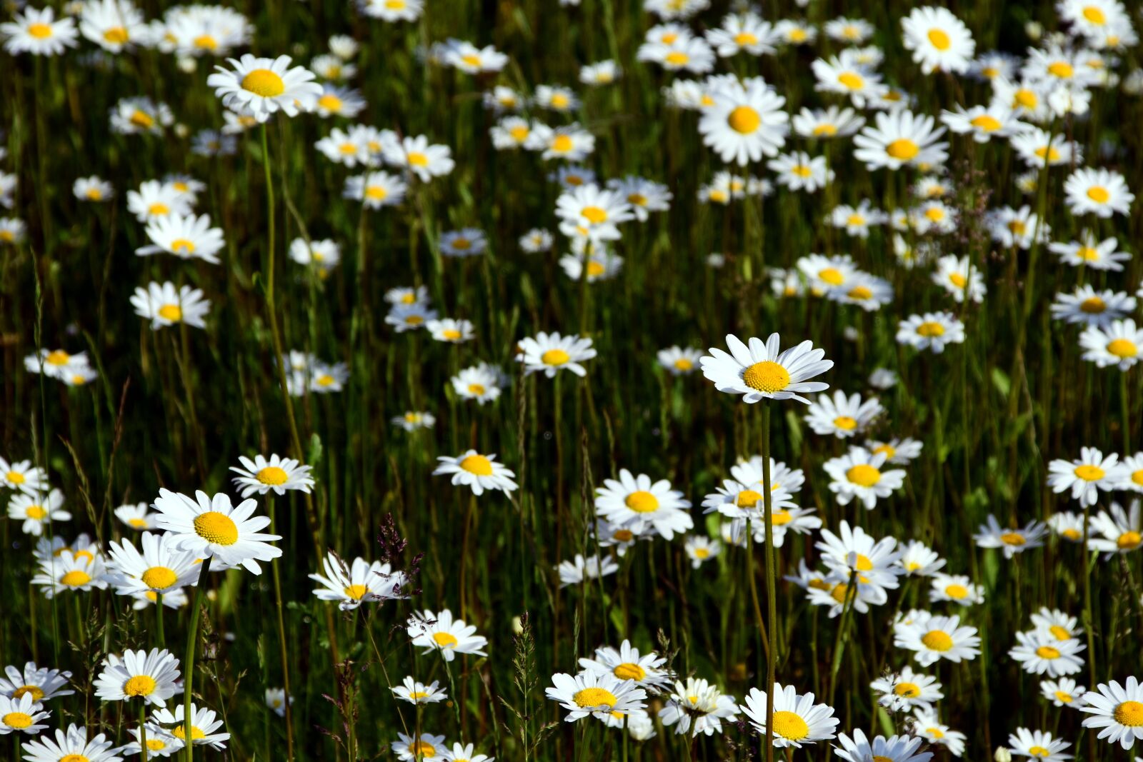 Nikon D3300 sample photo. Marguerite, daisy field, yellow photography
