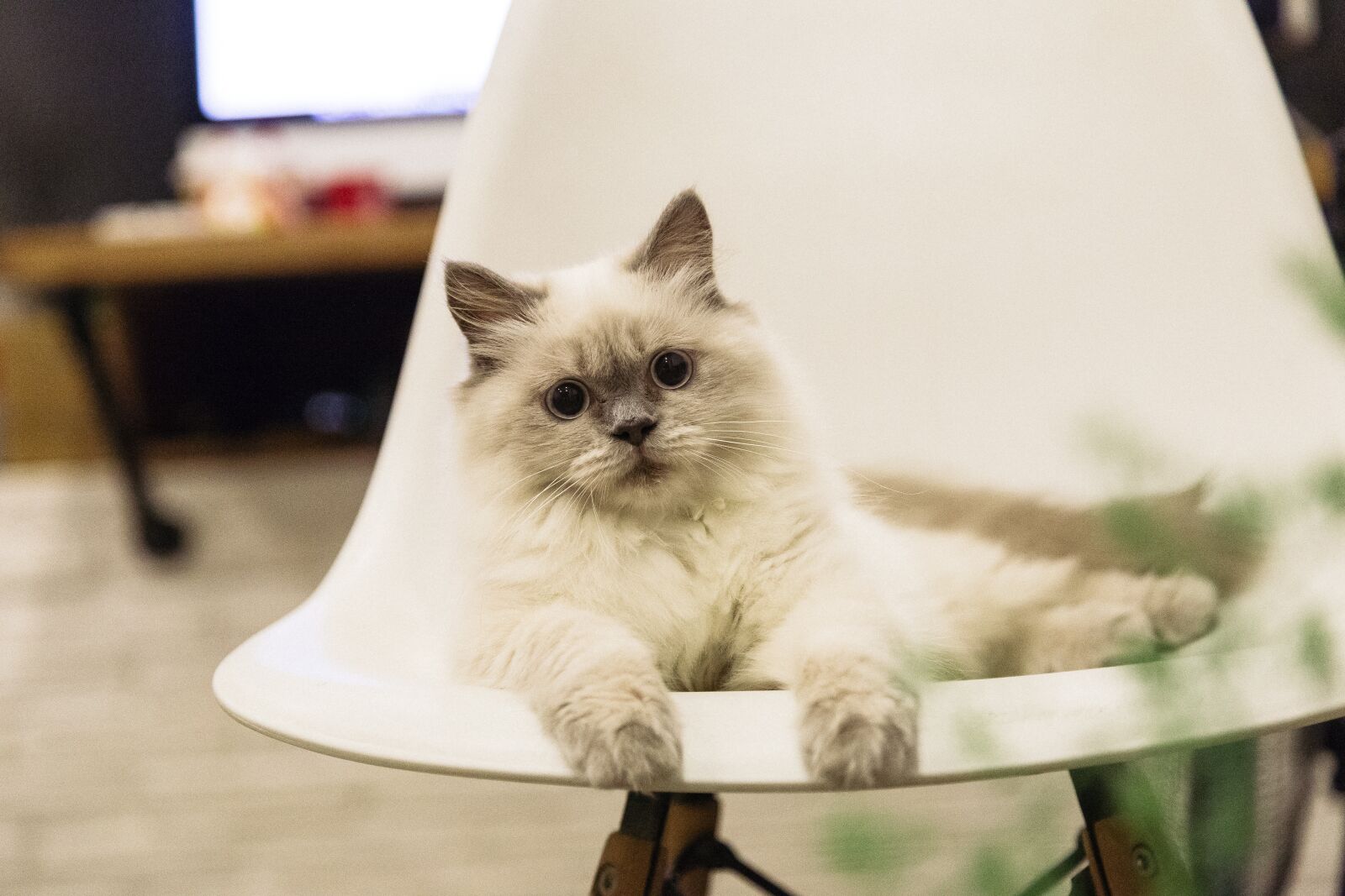 Canon EOS 6D + Canon EF 24-105mm F4L IS USM sample photo. Cat, pet, kitty photography