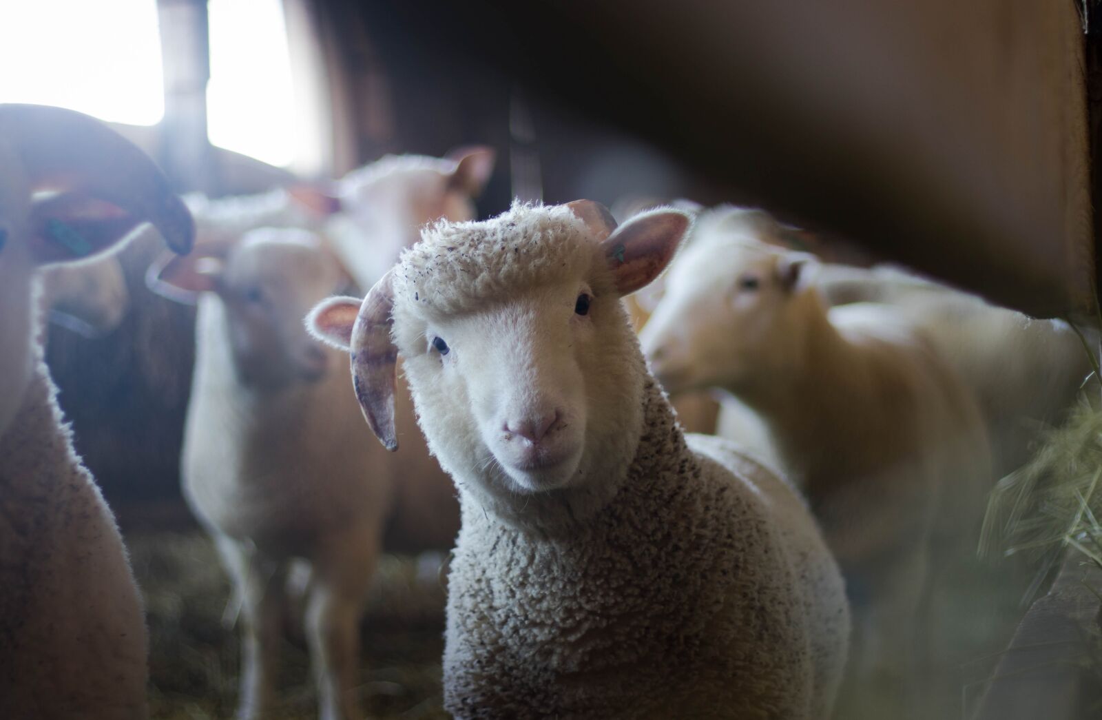 Canon EOS 80D sample photo. Sheep, animal, farm photography