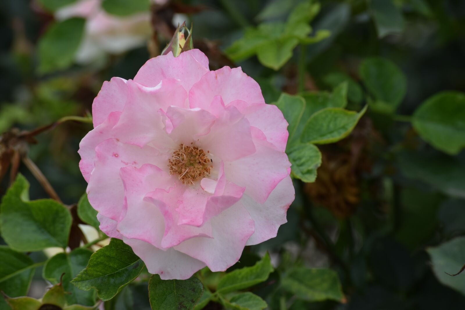 Nikon D3300 sample photo. Rose, pink, color photography
