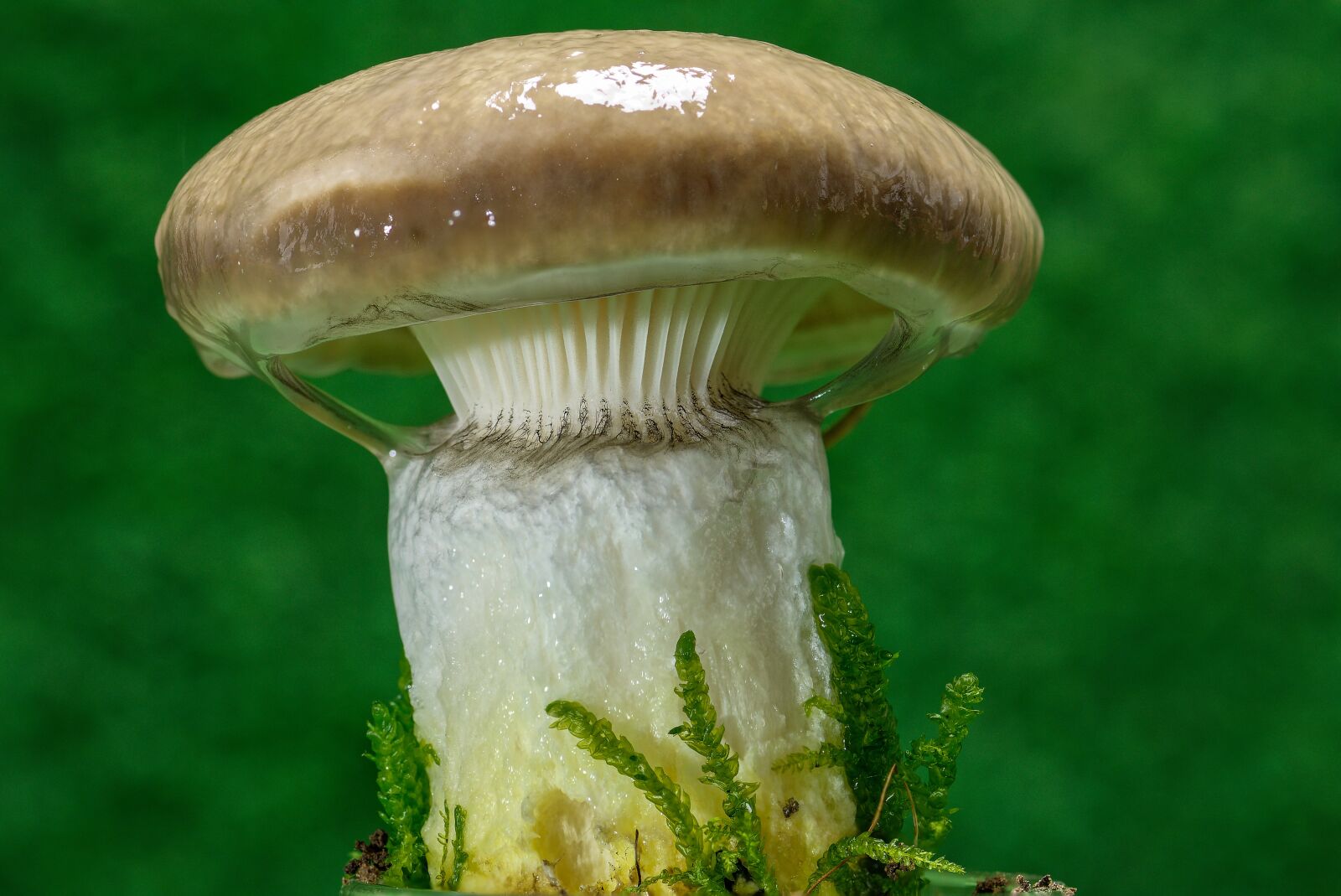 Nikon D7200 sample photo. Mushroom, great schmierling, large photography
