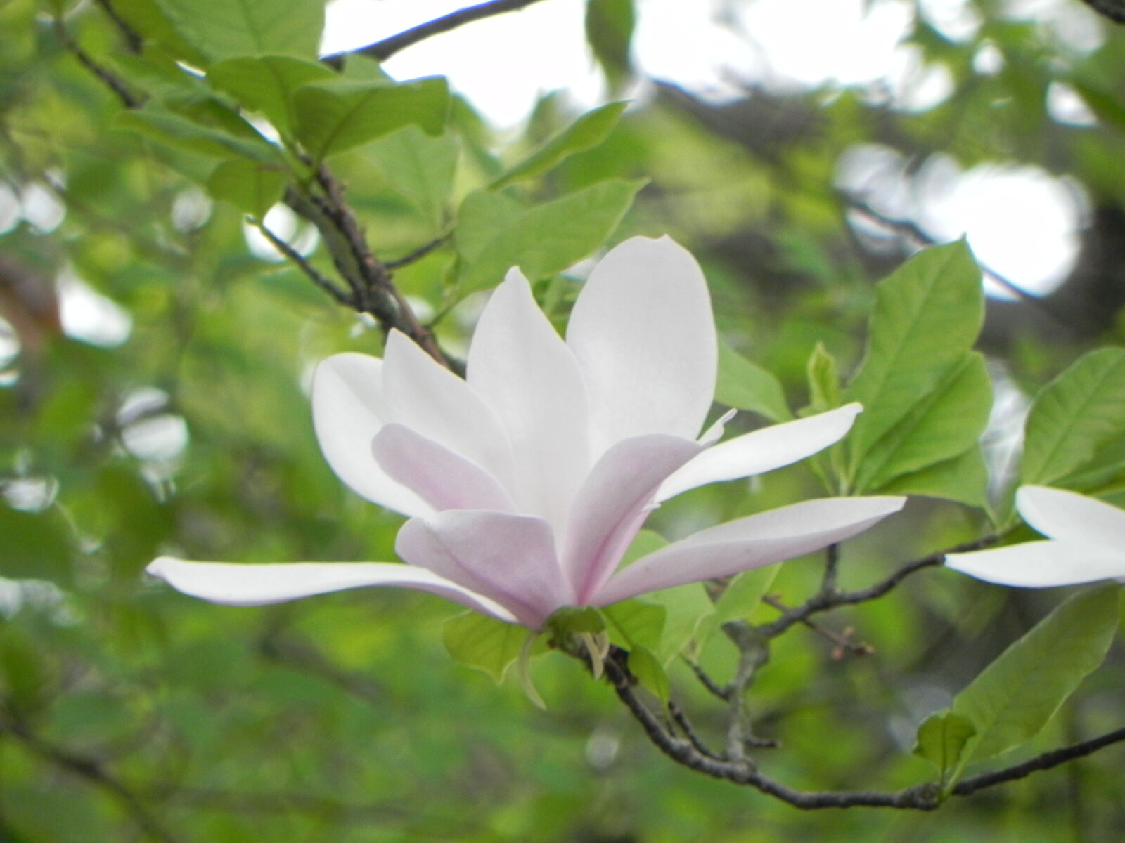 Nikon Coolpix P100 sample photo. Cherry, blossom, spring, white photography