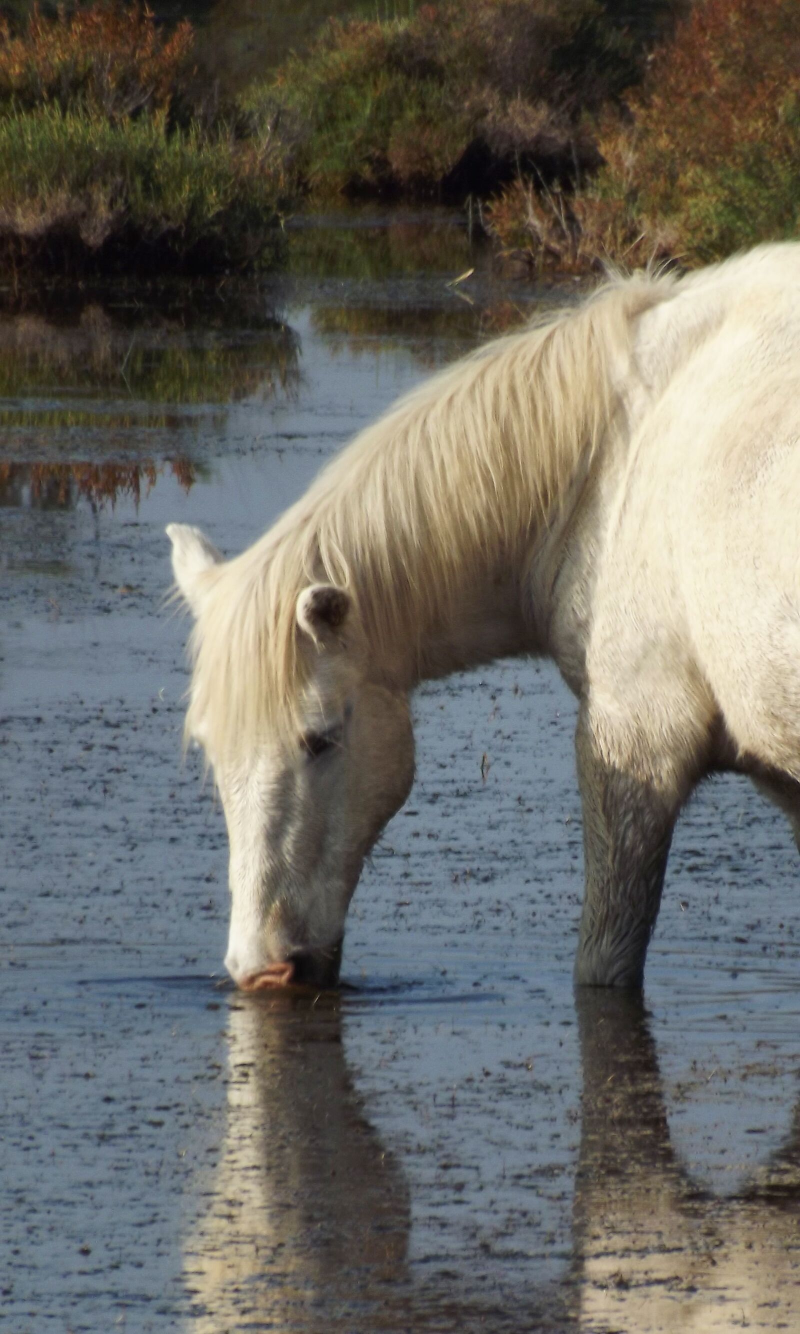 FujiFilm FinePix S4000 (FinePix S4050) sample photo. Horse, camargue, nature photography