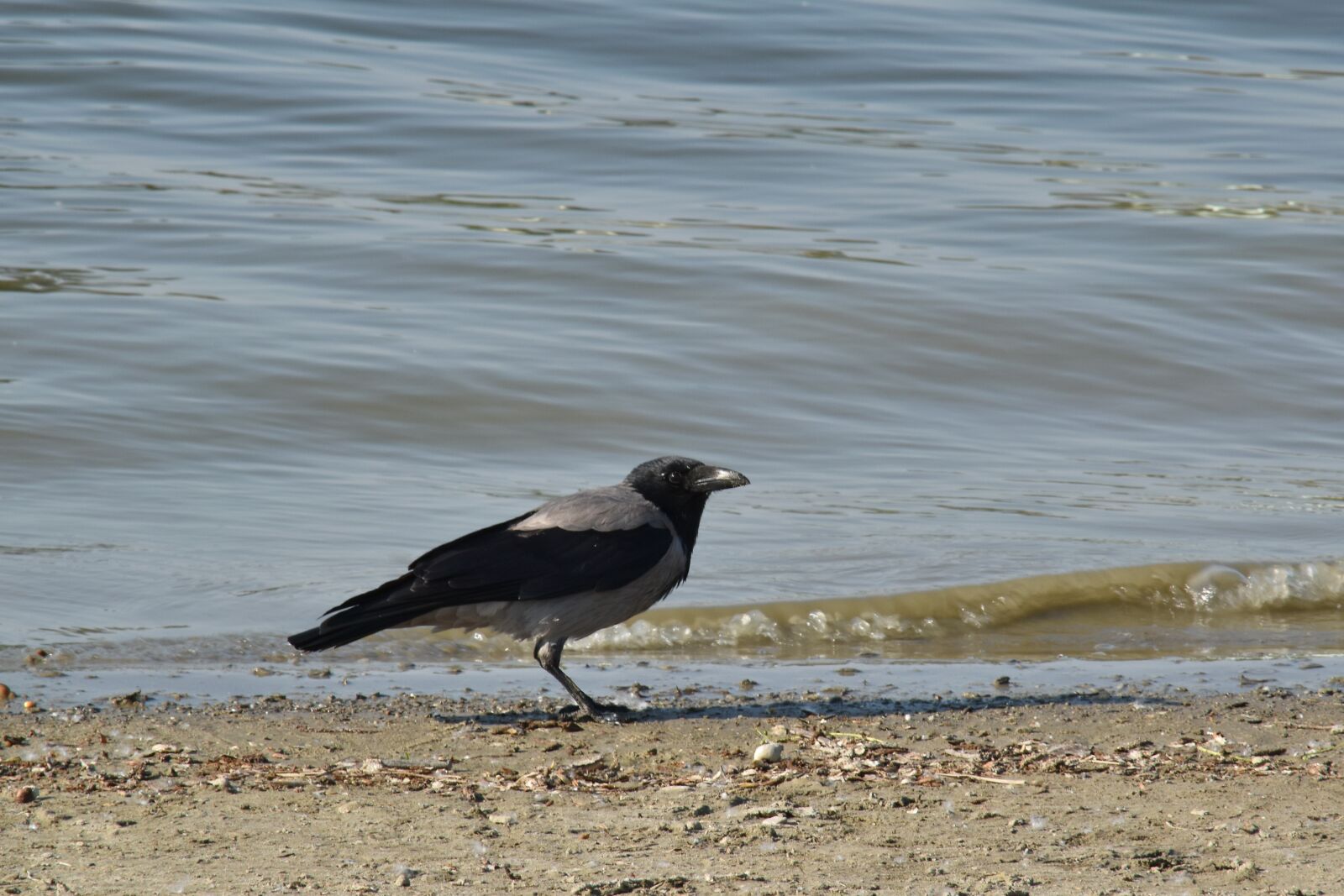 Nikon D5500 sample photo. Black bird, coastline, crow photography