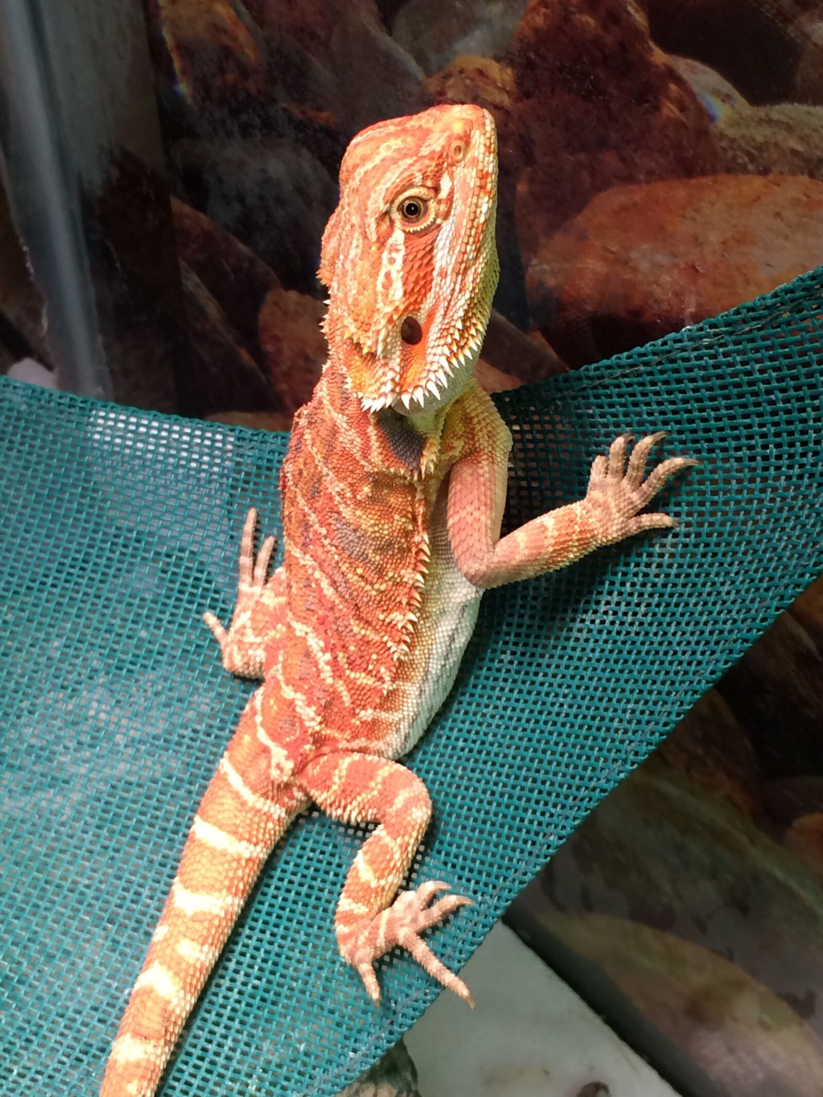 iPhone 5s back camera 4.15mm f/2.2 sample photo. Dragon, bearded dragon, pet photography