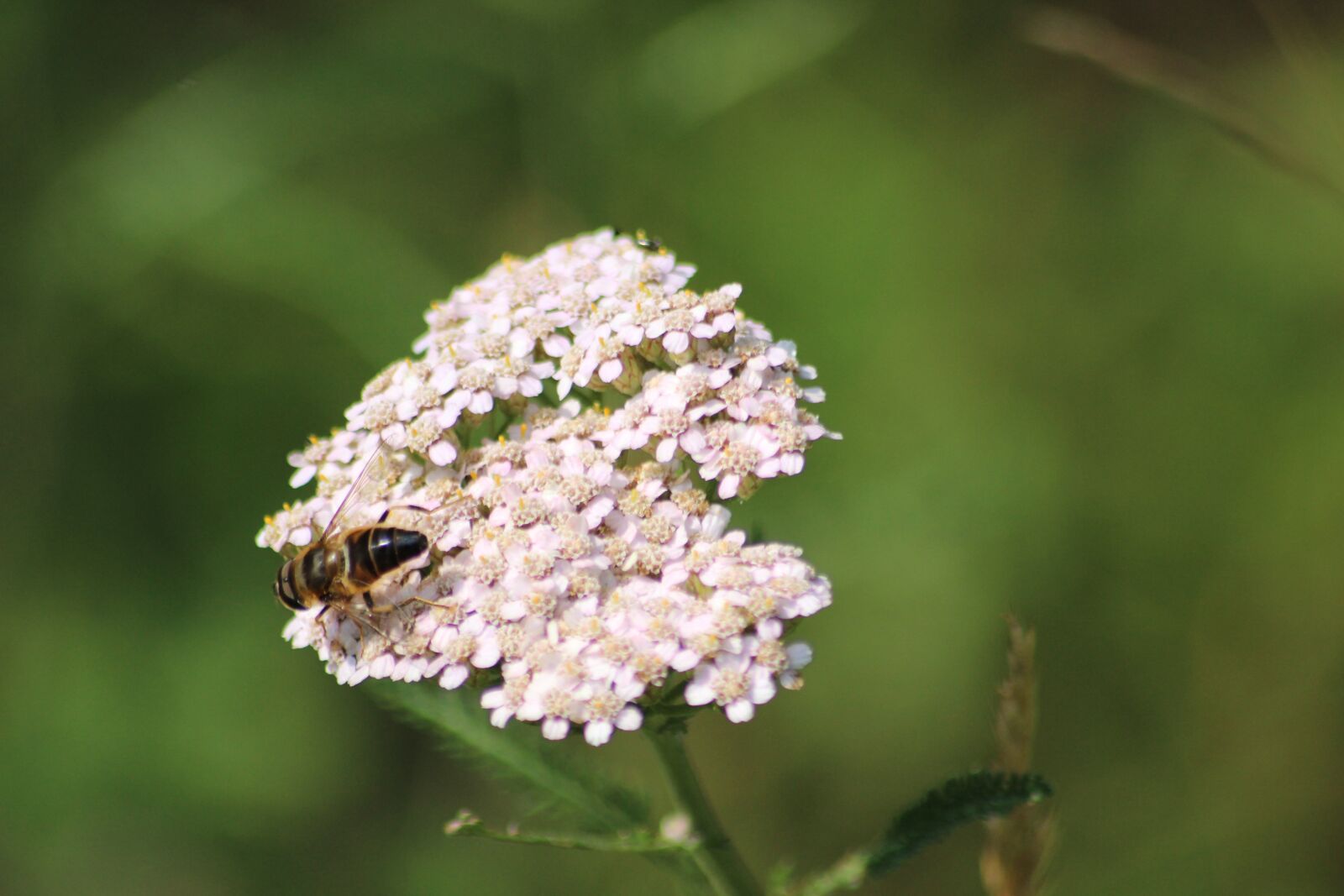 Canon EOS 600D (Rebel EOS T3i / EOS Kiss X5) sample photo. Garden wedge spot hover photography