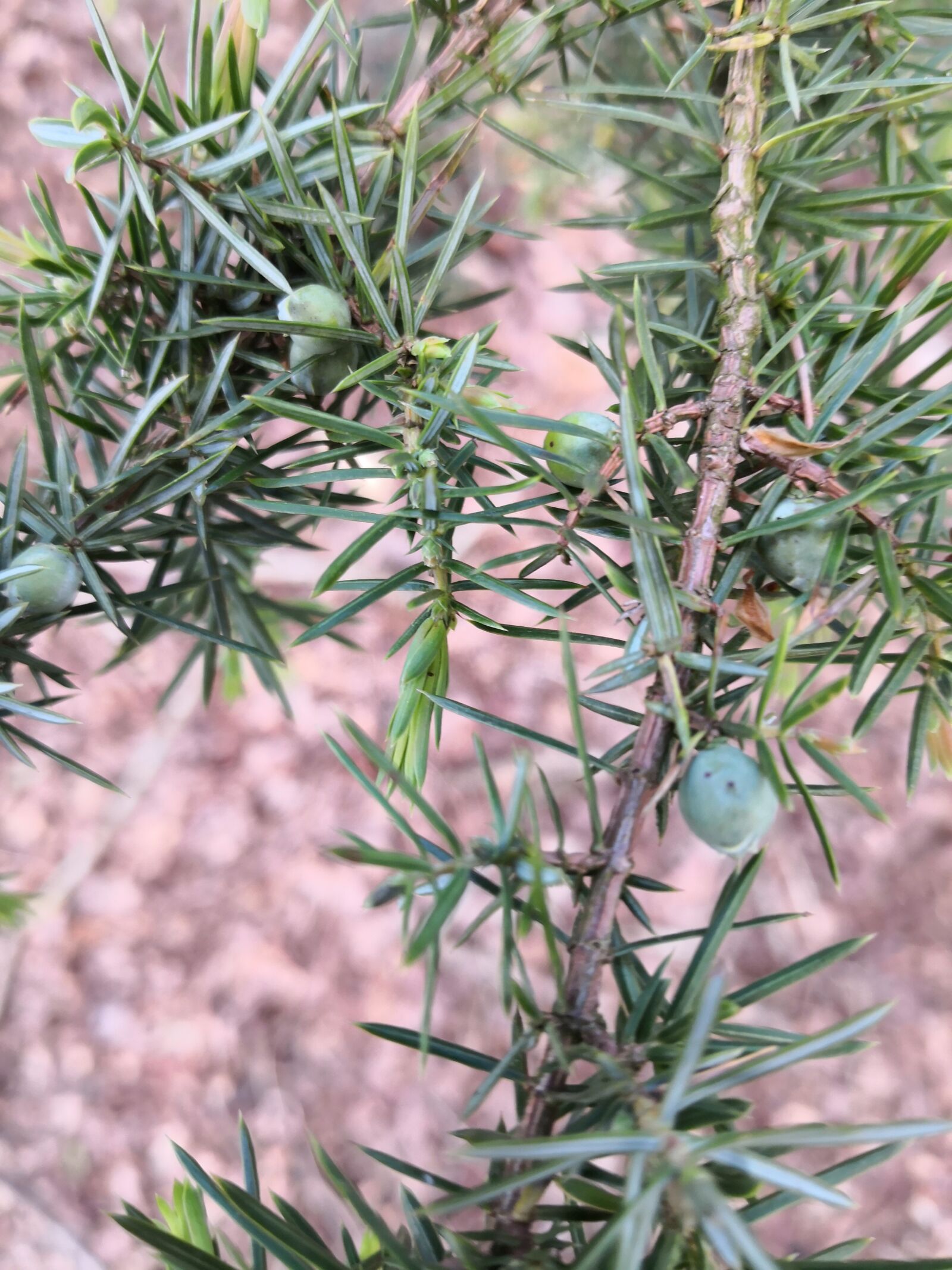 HUAWEI Mate 10 Pro sample photo. Juniper, forest, magical photography