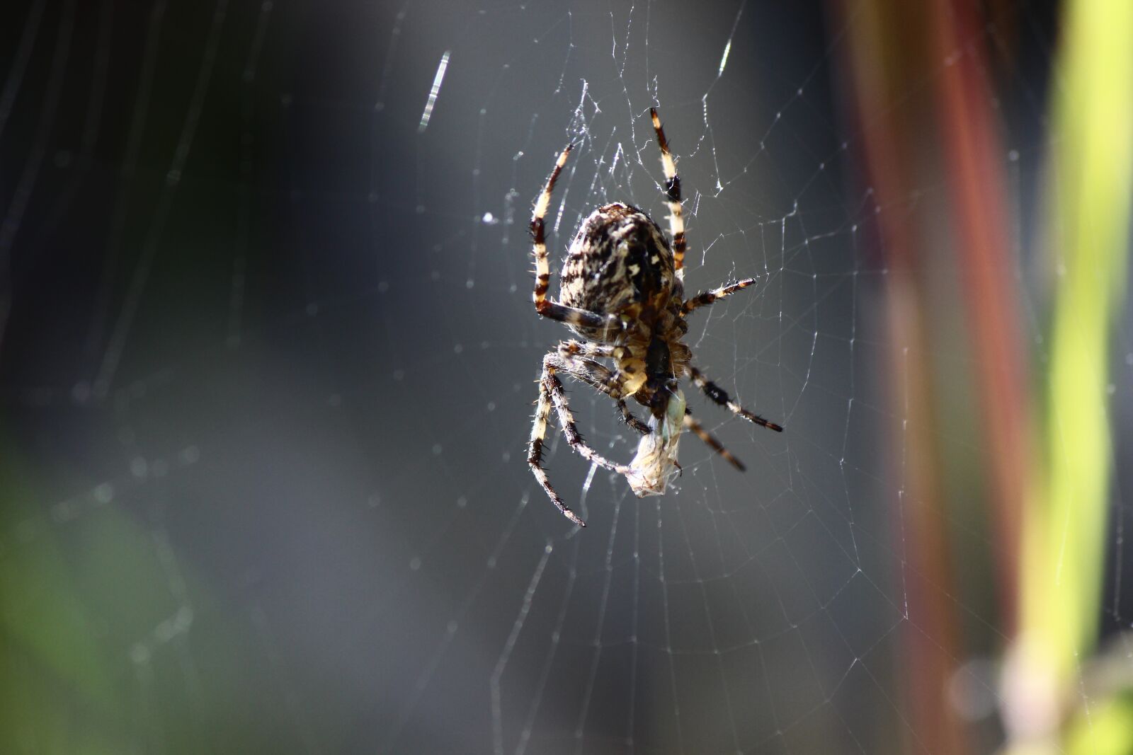 Canon EF-S 55-250mm F4-5.6 IS II sample photo. Spider, macro, close up photography