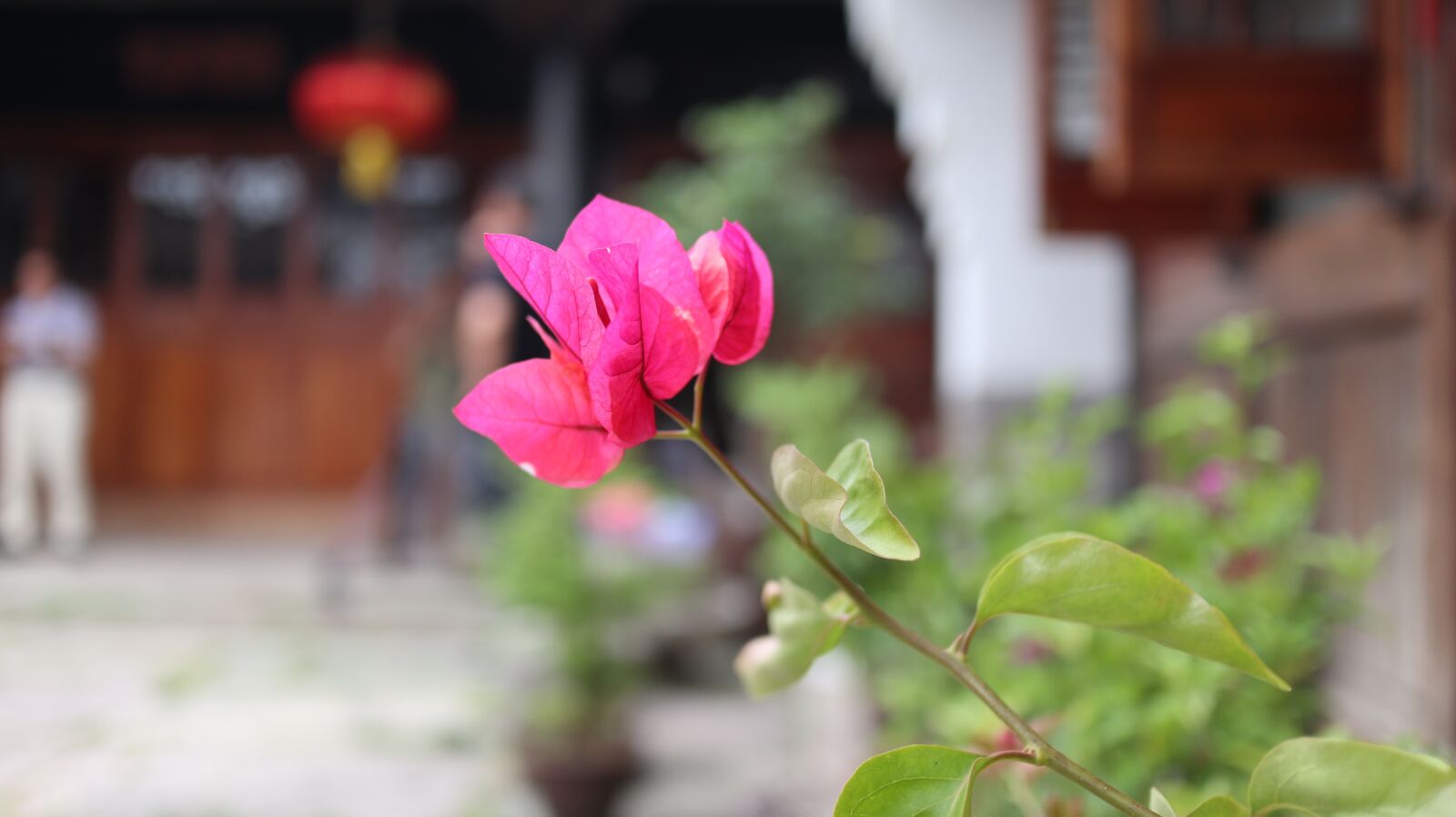 Canon EOS M6 + Canon EF-M 22mm F2 STM sample photo. Flowers, spring, zhoushan photography
