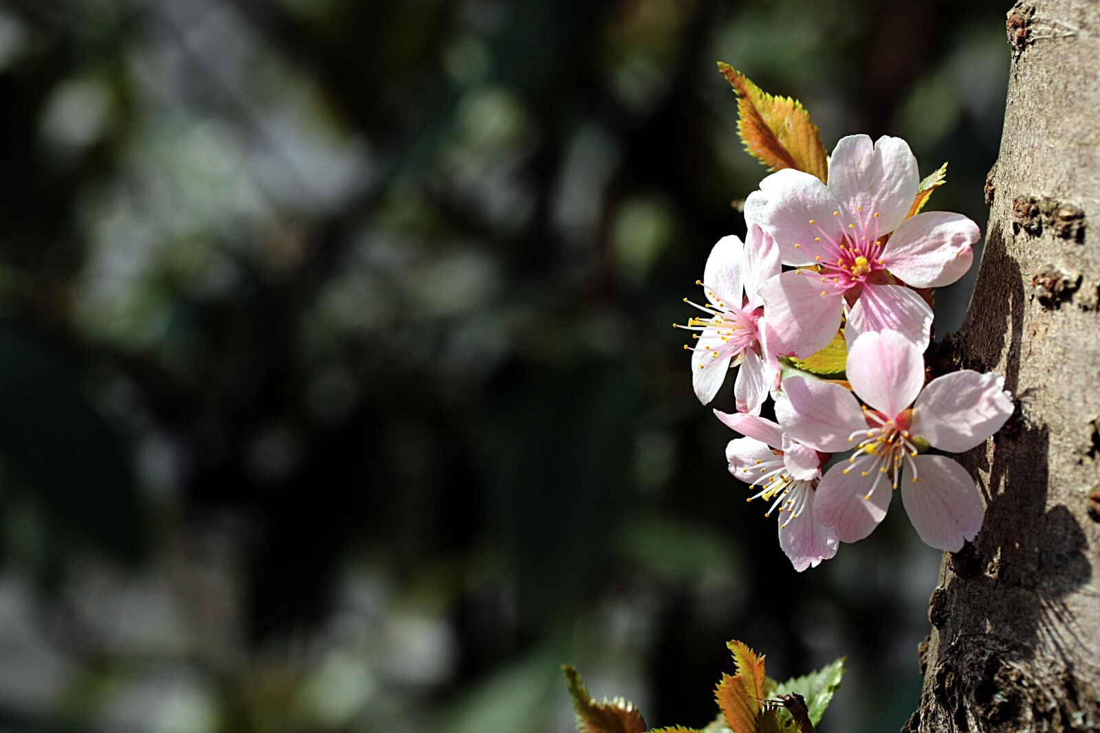 Canon EOS 40D sample photo. Flower, nature, plant photography