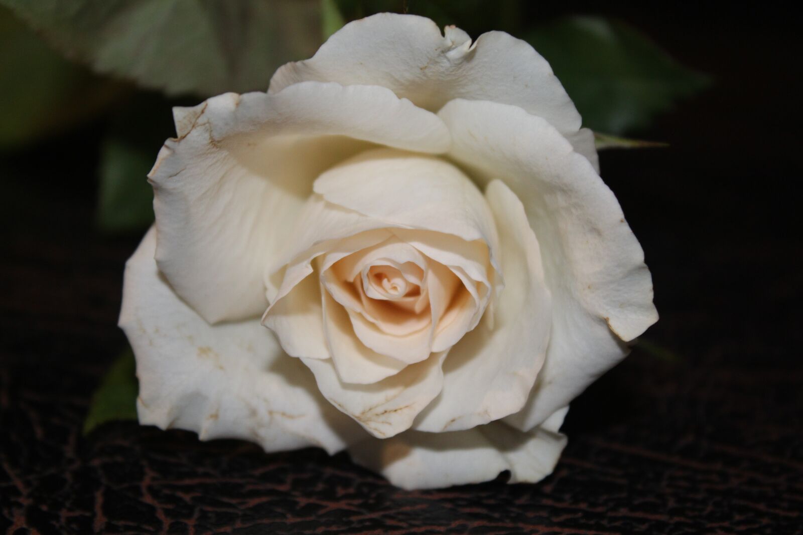 Canon EOS 1300D (EOS Rebel T6 / EOS Kiss X80) sample photo. Rose, white rose, white photography