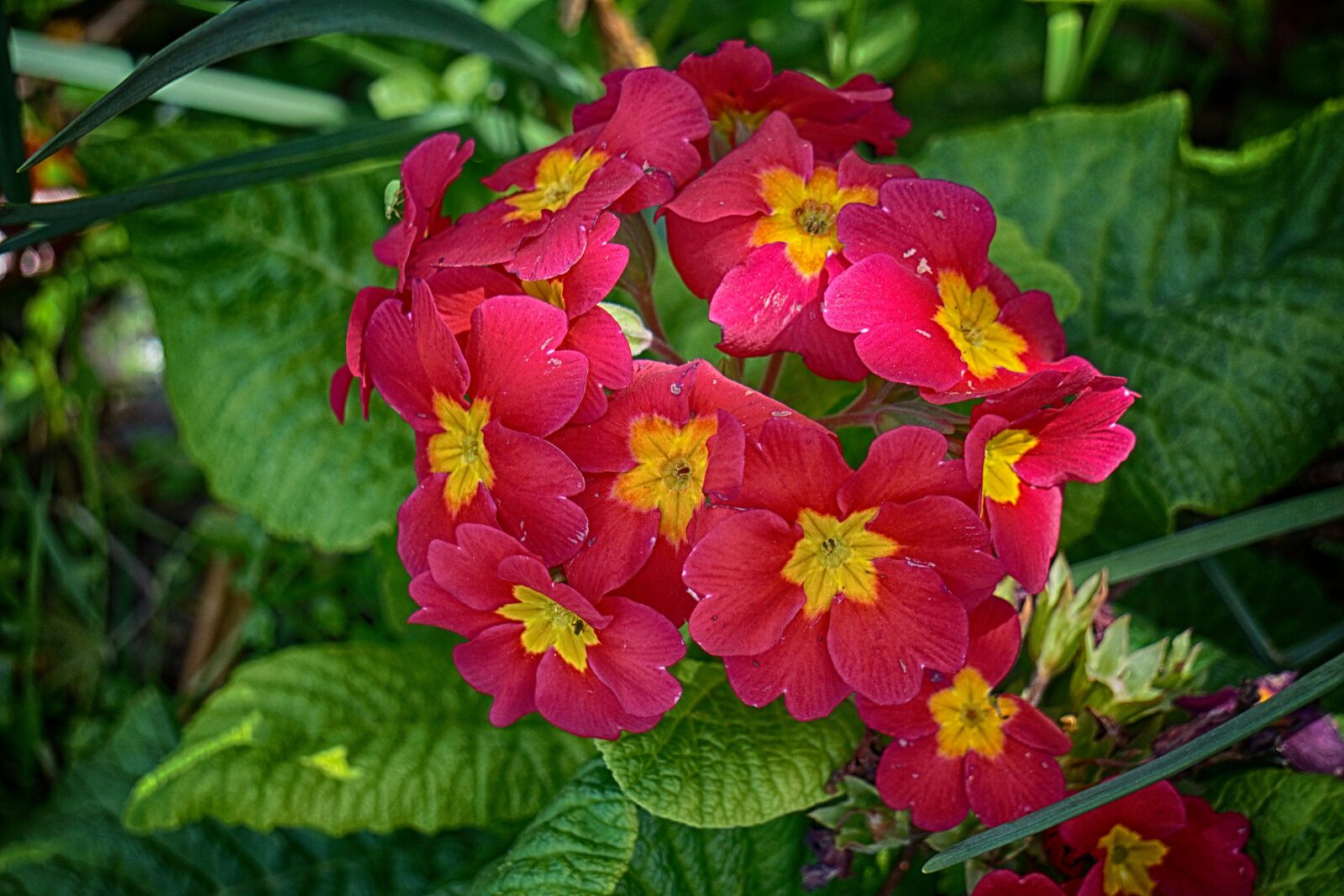 Sony E 55-210mm F4.5-6.3 OSS sample photo. Botanique, couleurs, fleurs, flore photography