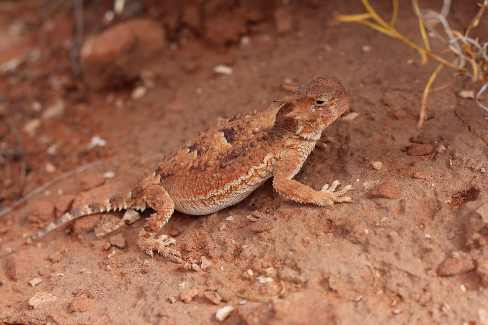 Canon EOS 650D (EOS Rebel T4i / EOS Kiss X6i) + Canon EF 50mm F1.8 STM sample photo. Horned lizard, horny toad photography
