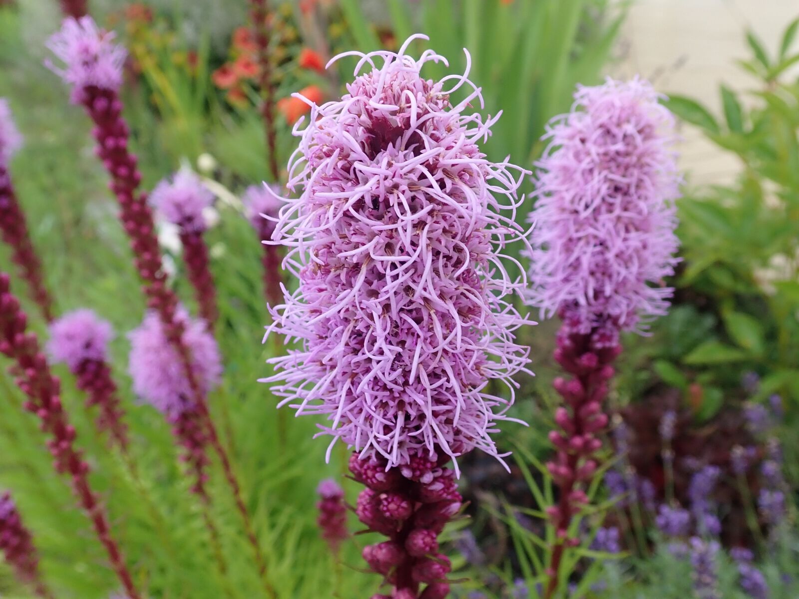Olympus TG-5 sample photo. Flowers, garden, summer photography
