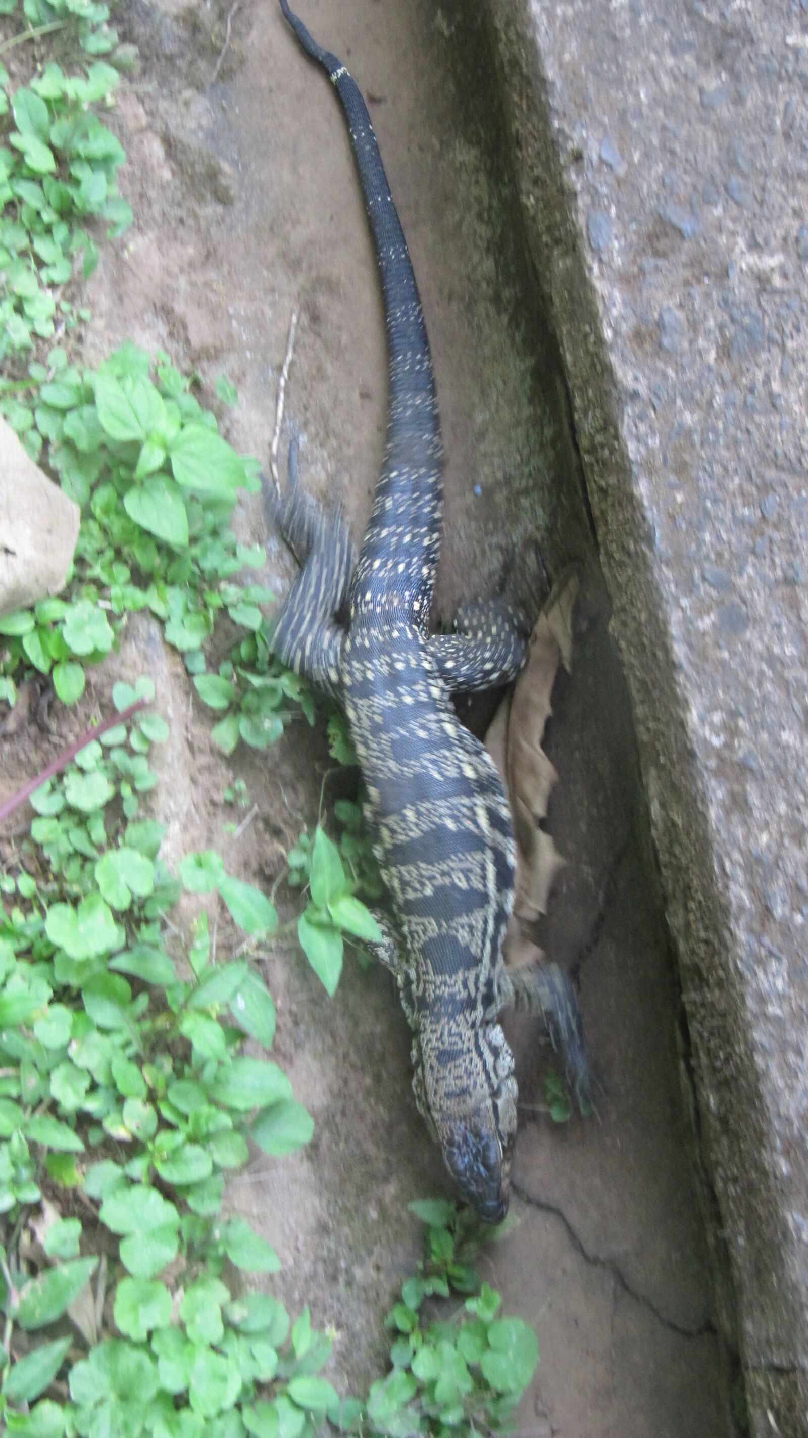 Canon PowerShot SX200 IS sample photo. Lizard, iguaçú, paraná photography