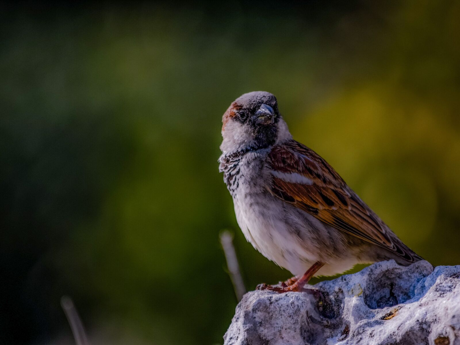 Nikon D3300 sample photo. Sparrow, nature, wildlife photography