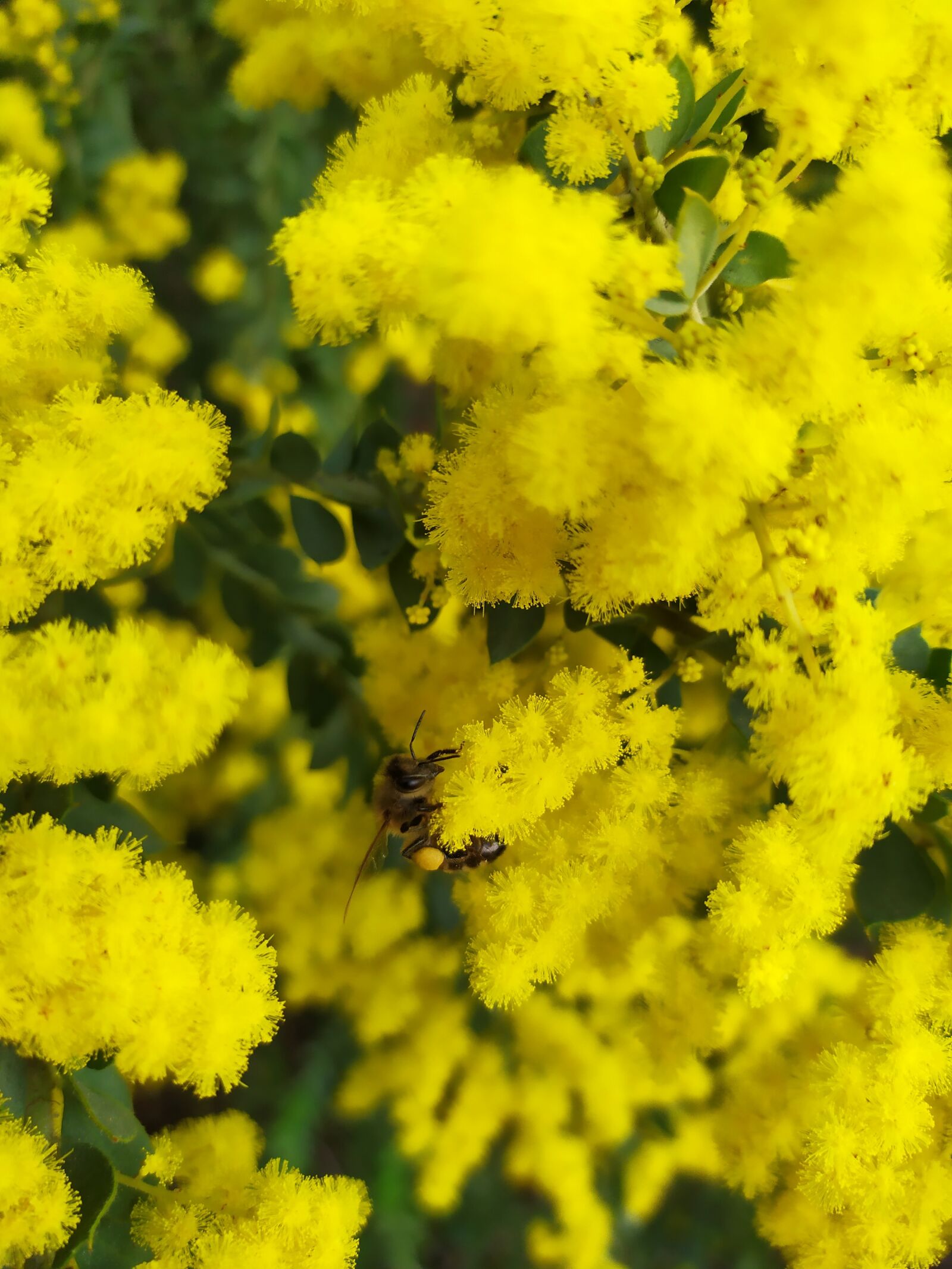 Xiaomi Redmi Note 7 sample photo. Mimosa, bee, flowers photography