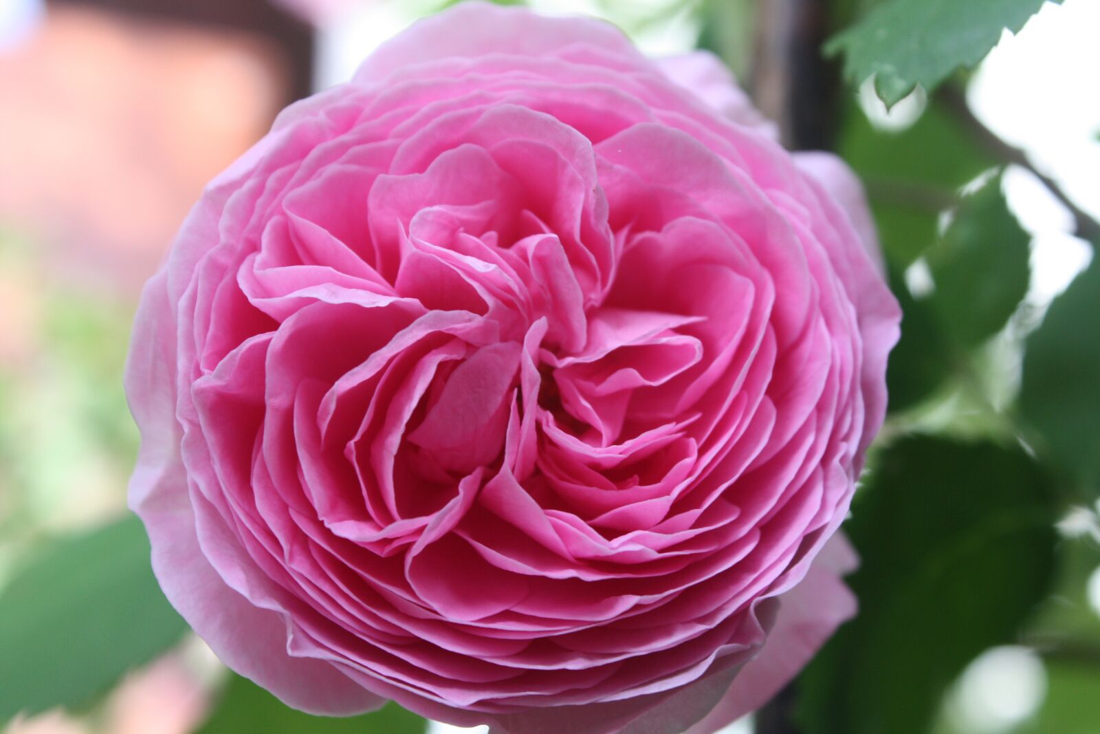 Canon EOS 450D (EOS Rebel XSi / EOS Kiss X2) sample photo. Flower, rose, petal photography