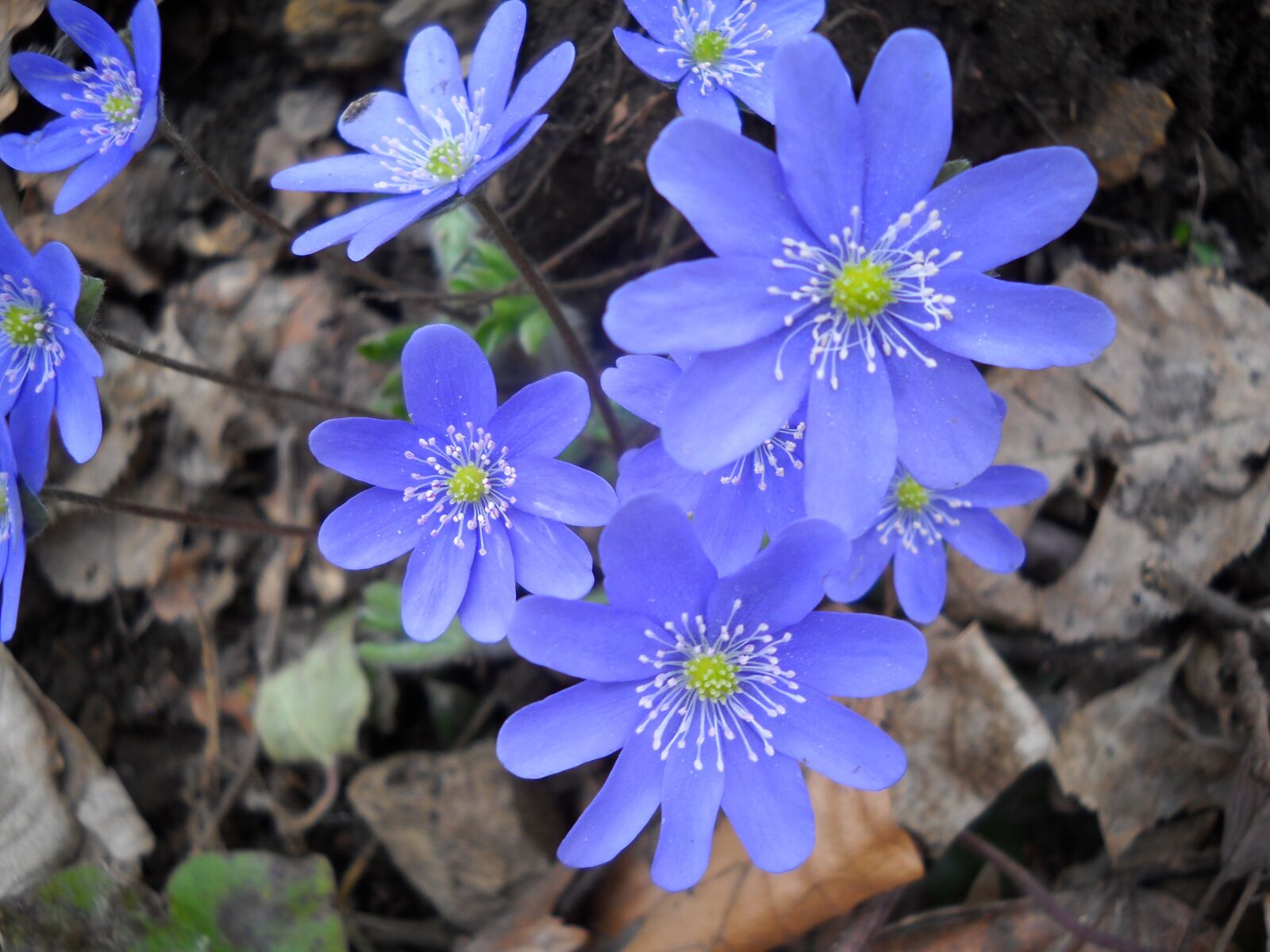 Nikon Coolpix L20 sample photo. Flowers, blue, nature photography