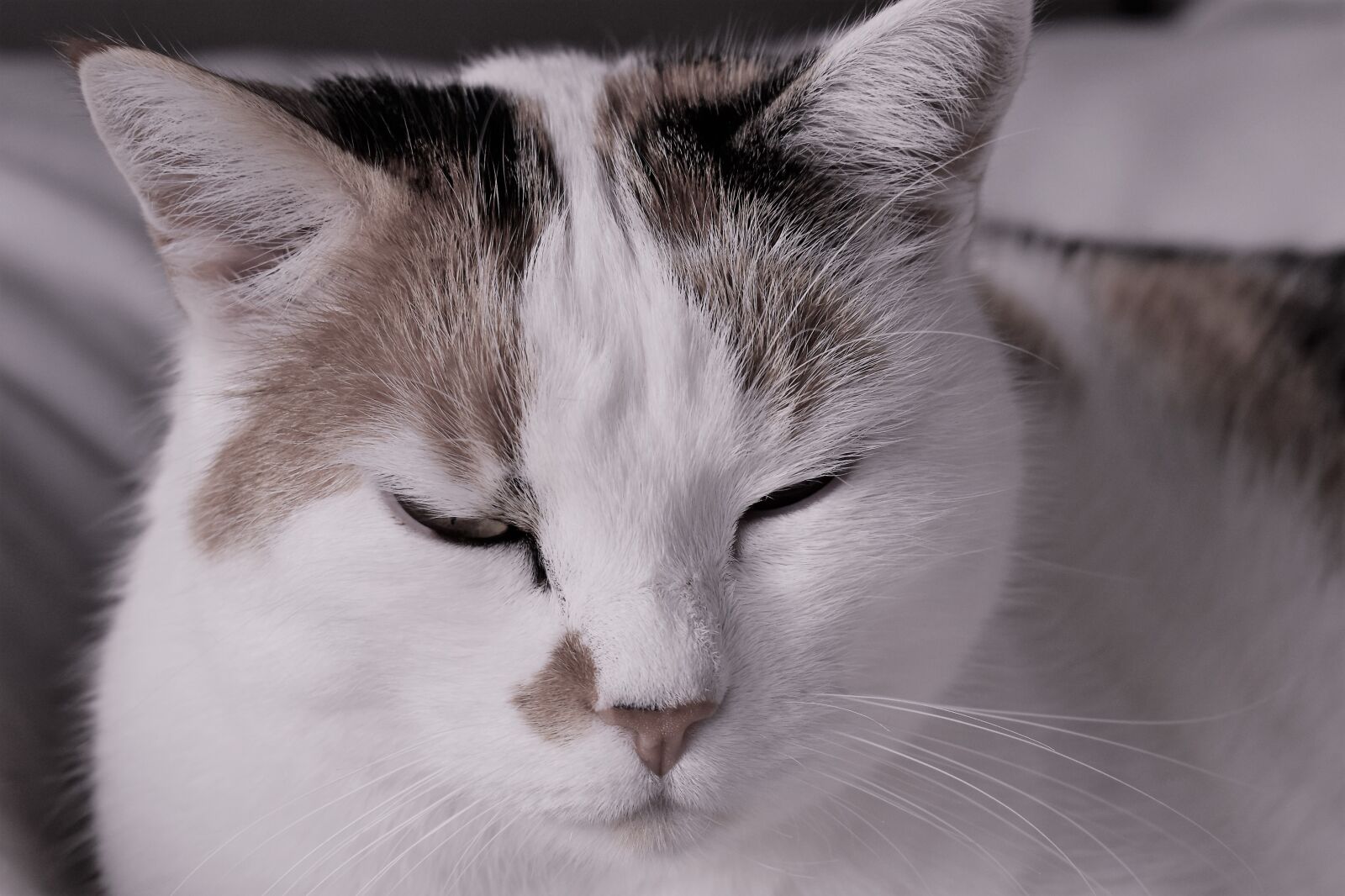 Nikon D5500 sample photo. Cat, white, spotted photography