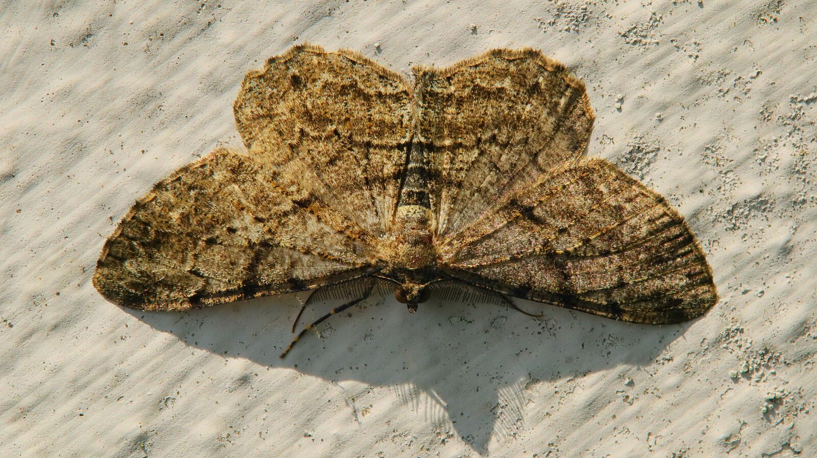 Canon EOS M50 (EOS Kiss M) sample photo. Motte, butterfly, insect photography