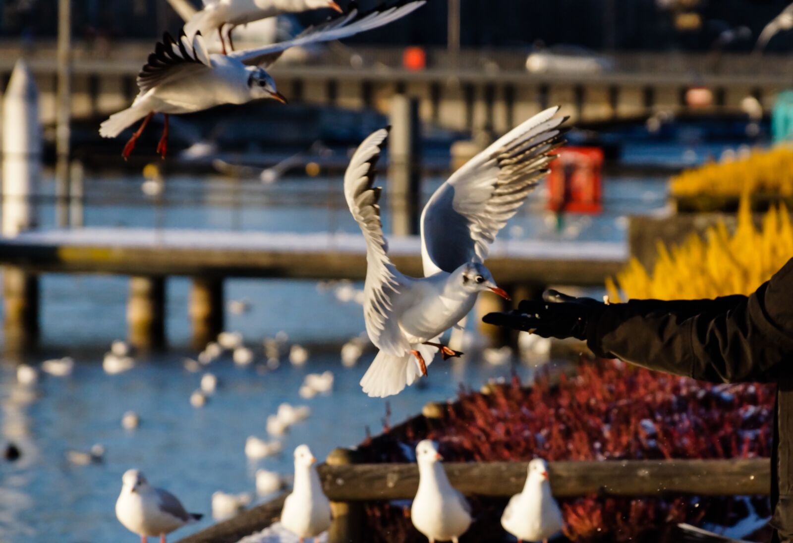 Sony DT 18-135mm F3.5-5.6 SAM sample photo. Birds, food, feeding photography