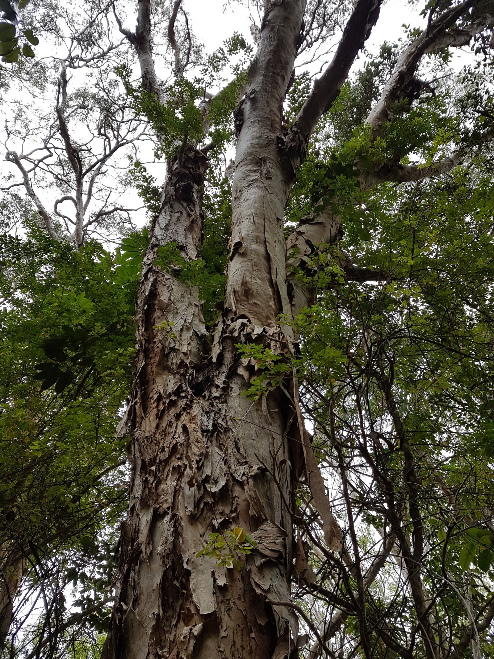 Samsung Galaxy S7 sample photo. Tree, tall, forest photography