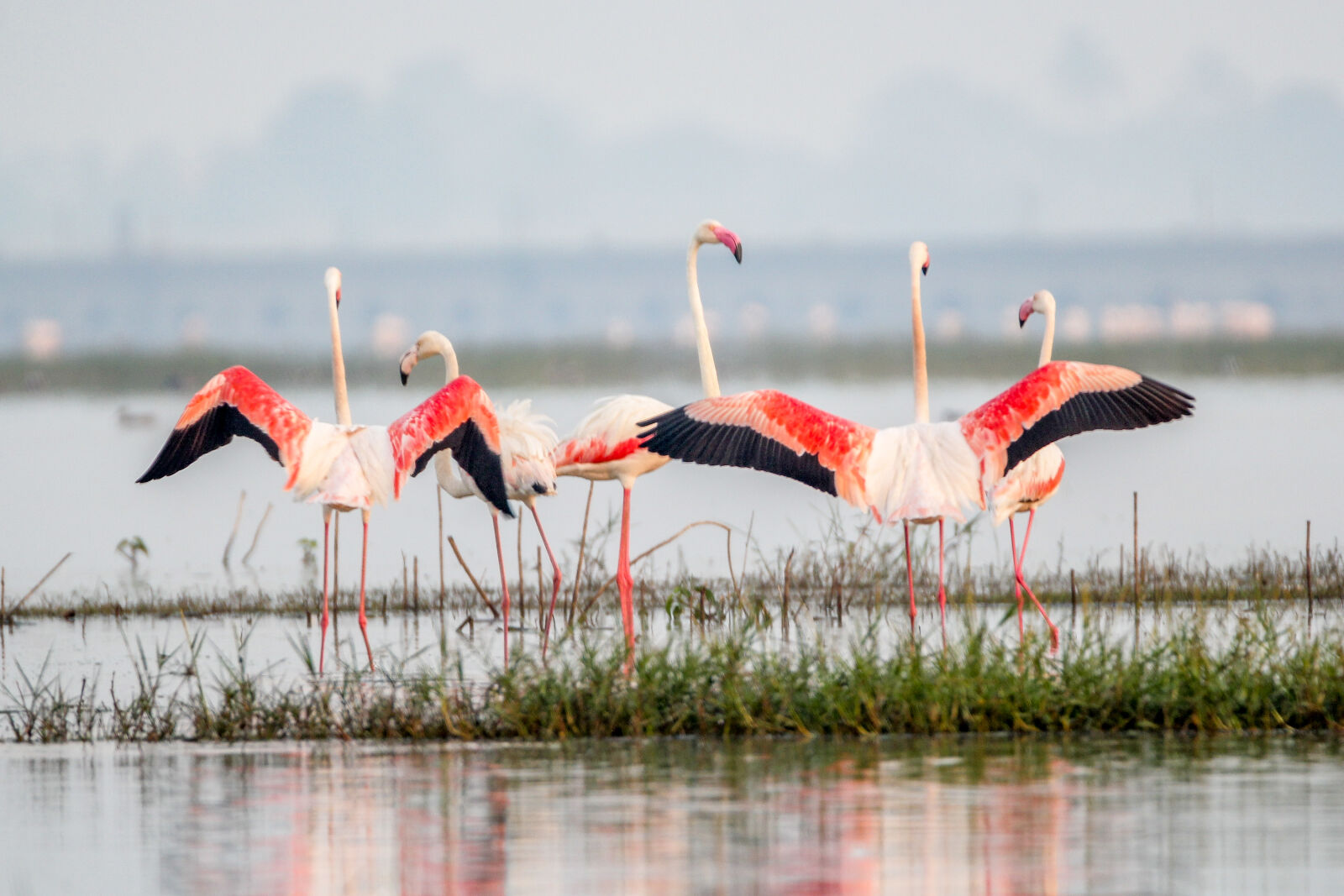 Canon EOS 60D sample photo. Birds, flamingoes, india, nature photography