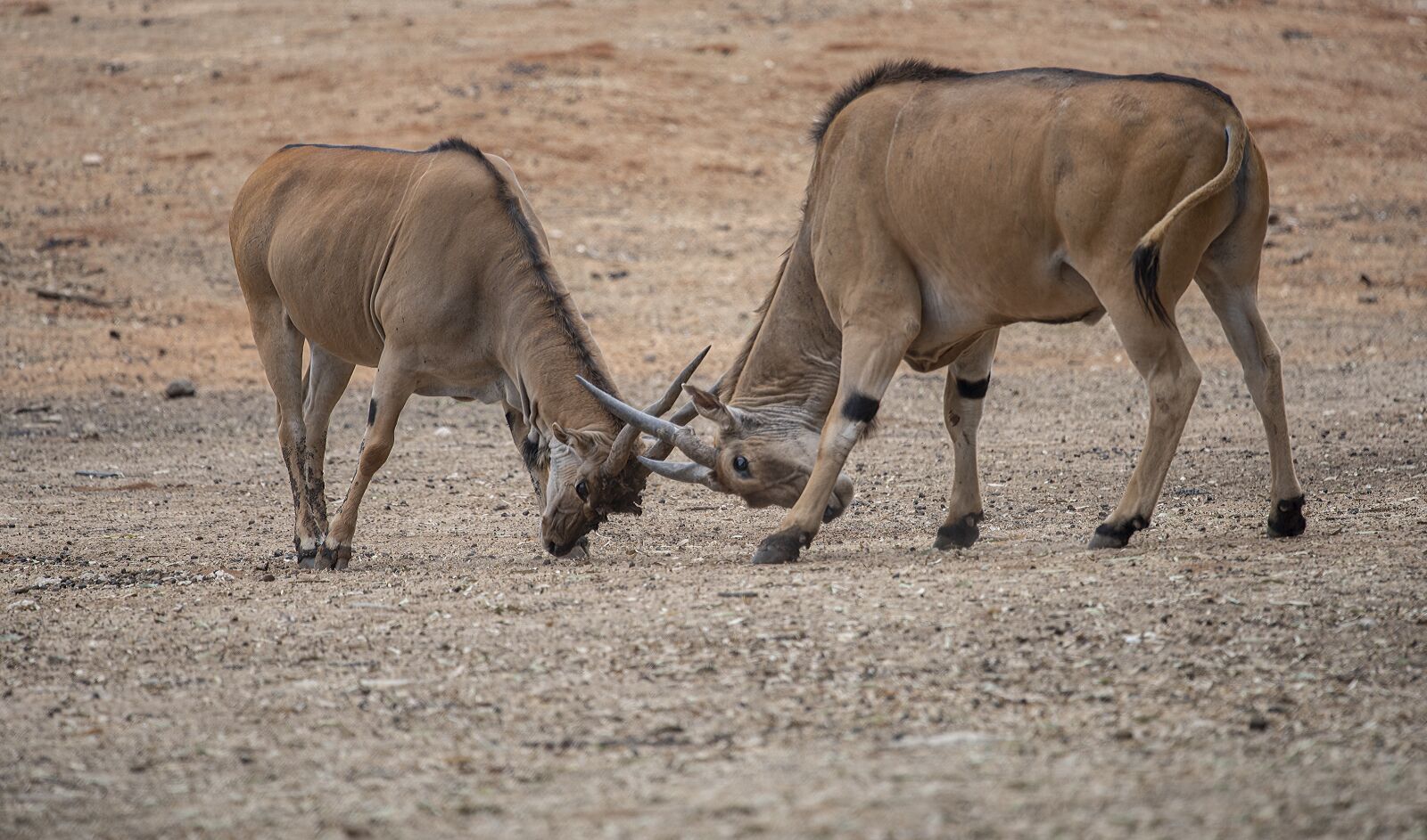 Nikon D810 sample photo. Animal, safari, nature photography